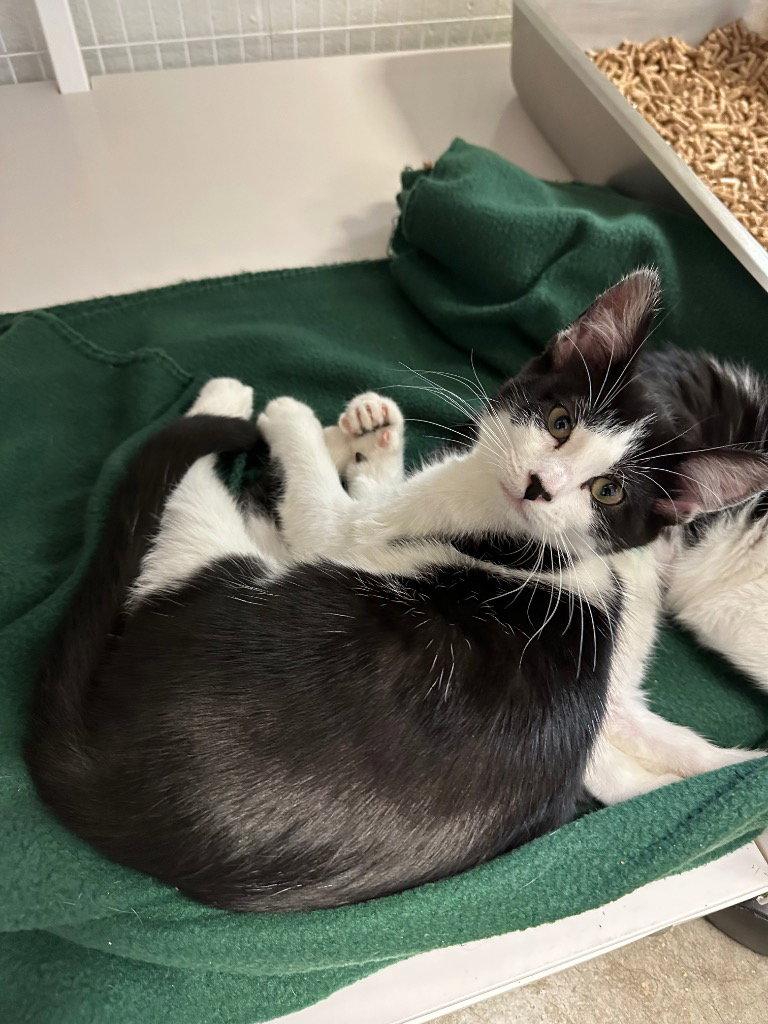 Fiona, Adoptable, Adult Female Domestic Short Hair.