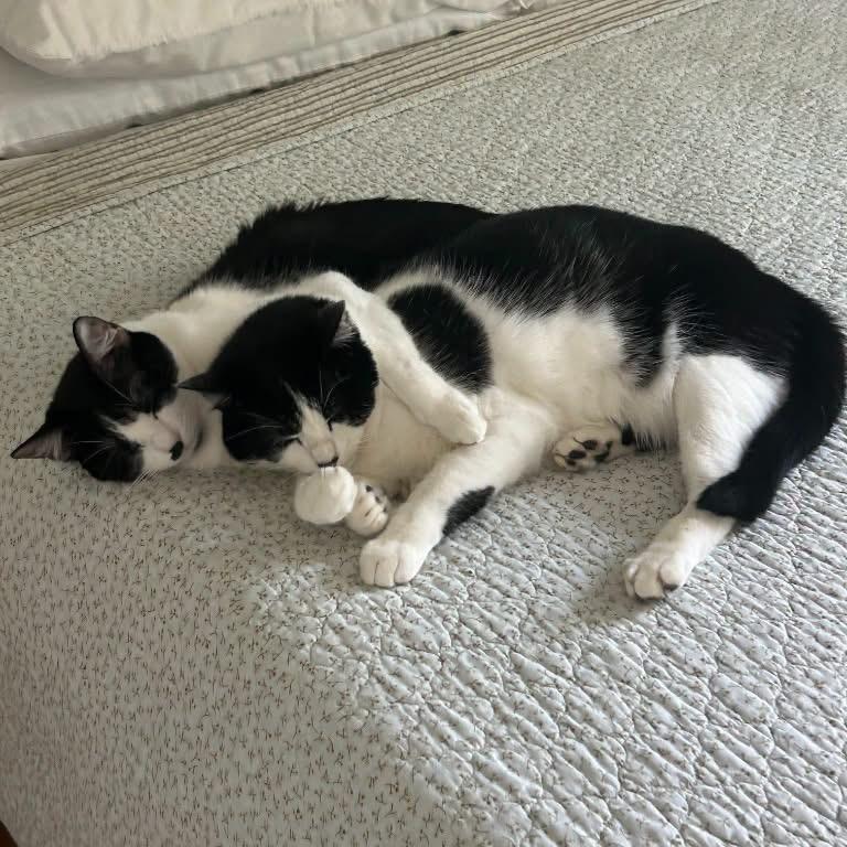 Enlarge Fiona, a Adoptable Domestic Short Hair in St. Helens, OR image 2/3