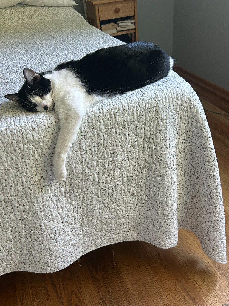 Enlarge Fiona, a Adoptable Domestic Short Hair in St. Helens, OR image 3/3