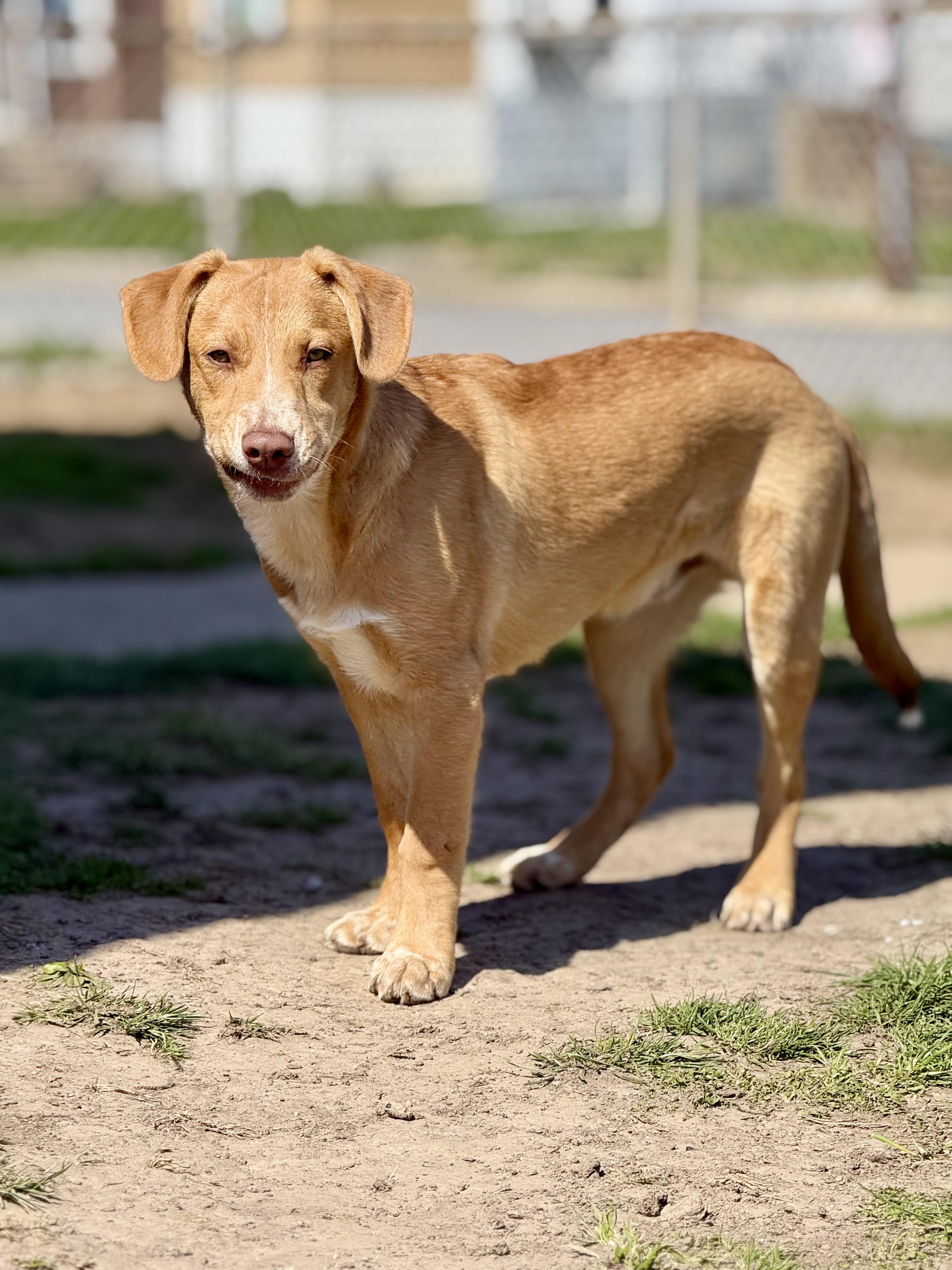 Enlarge Elroy, a Adoptable mixed breed in Glenolden, PA image 3/6