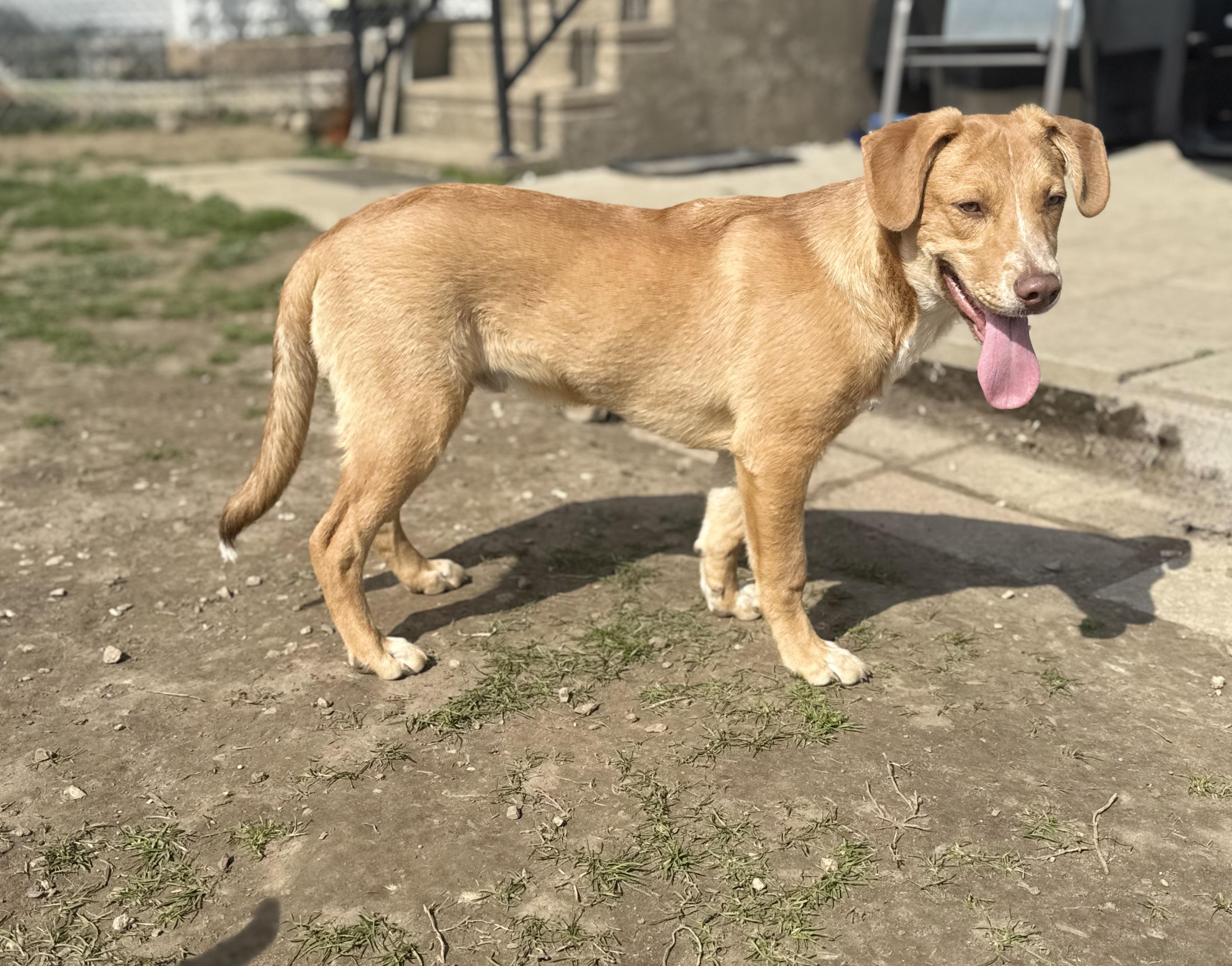 Enlarge Elroy, a Adoptable mixed breed in Glenolden, PA image 1/6