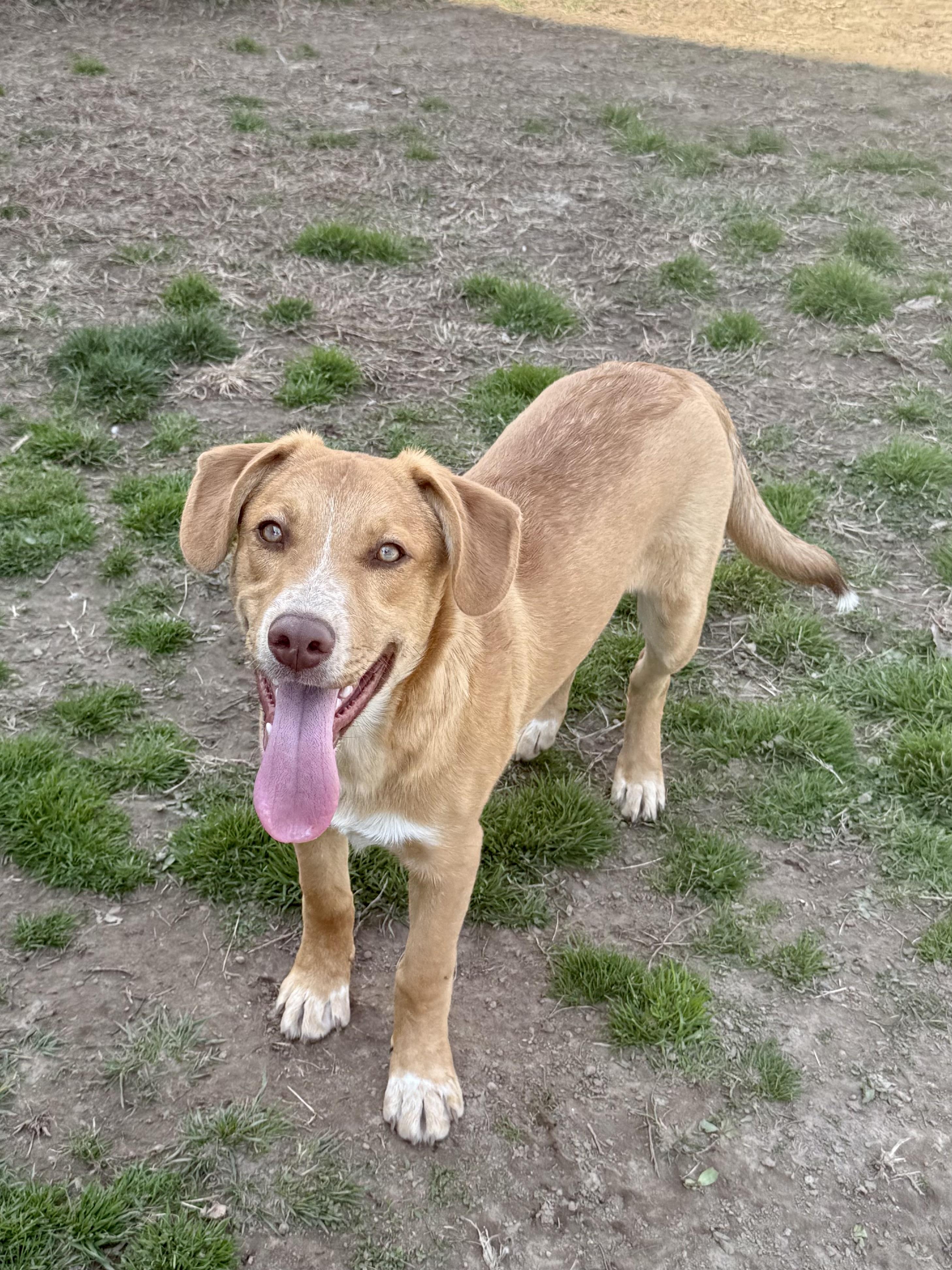 Enlarge Elroy, a Adoptable mixed breed in Glenolden, PA image 4/6