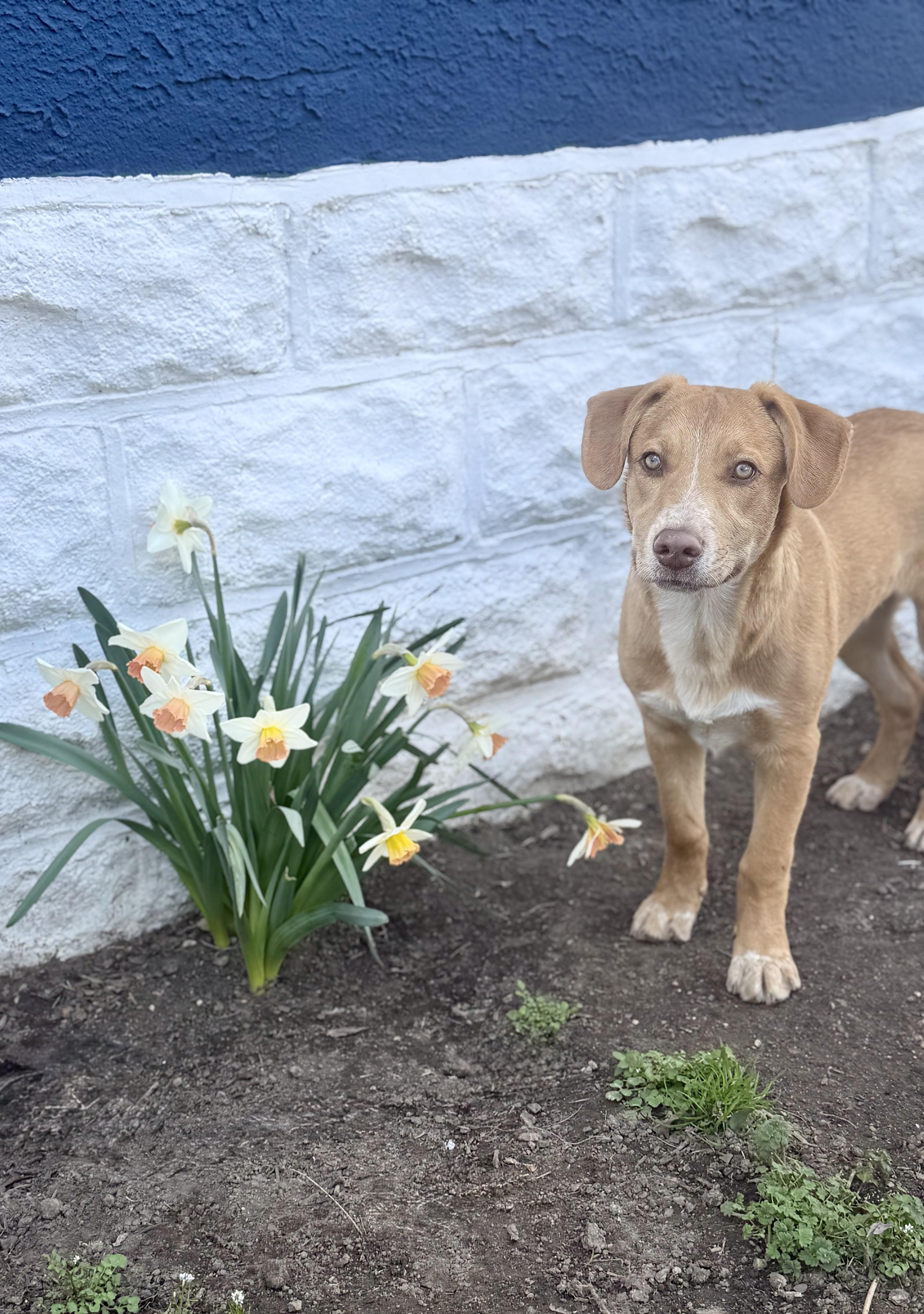 Enlarge Elroy, a Adoptable mixed breed in Glenolden, PA image 2/6