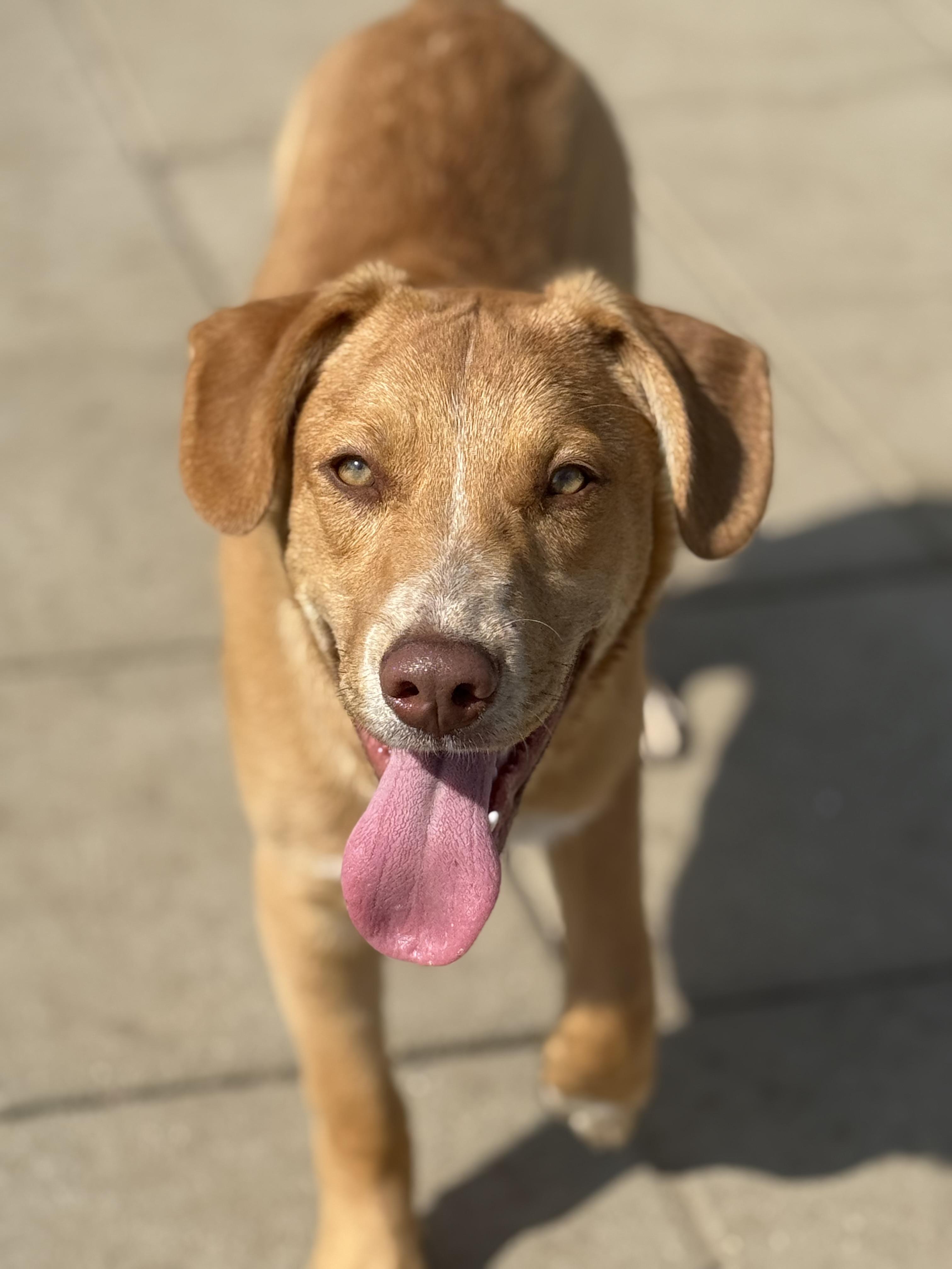Enlarge Elroy, a Adoptable mixed breed in Glenolden, PA image 5/6