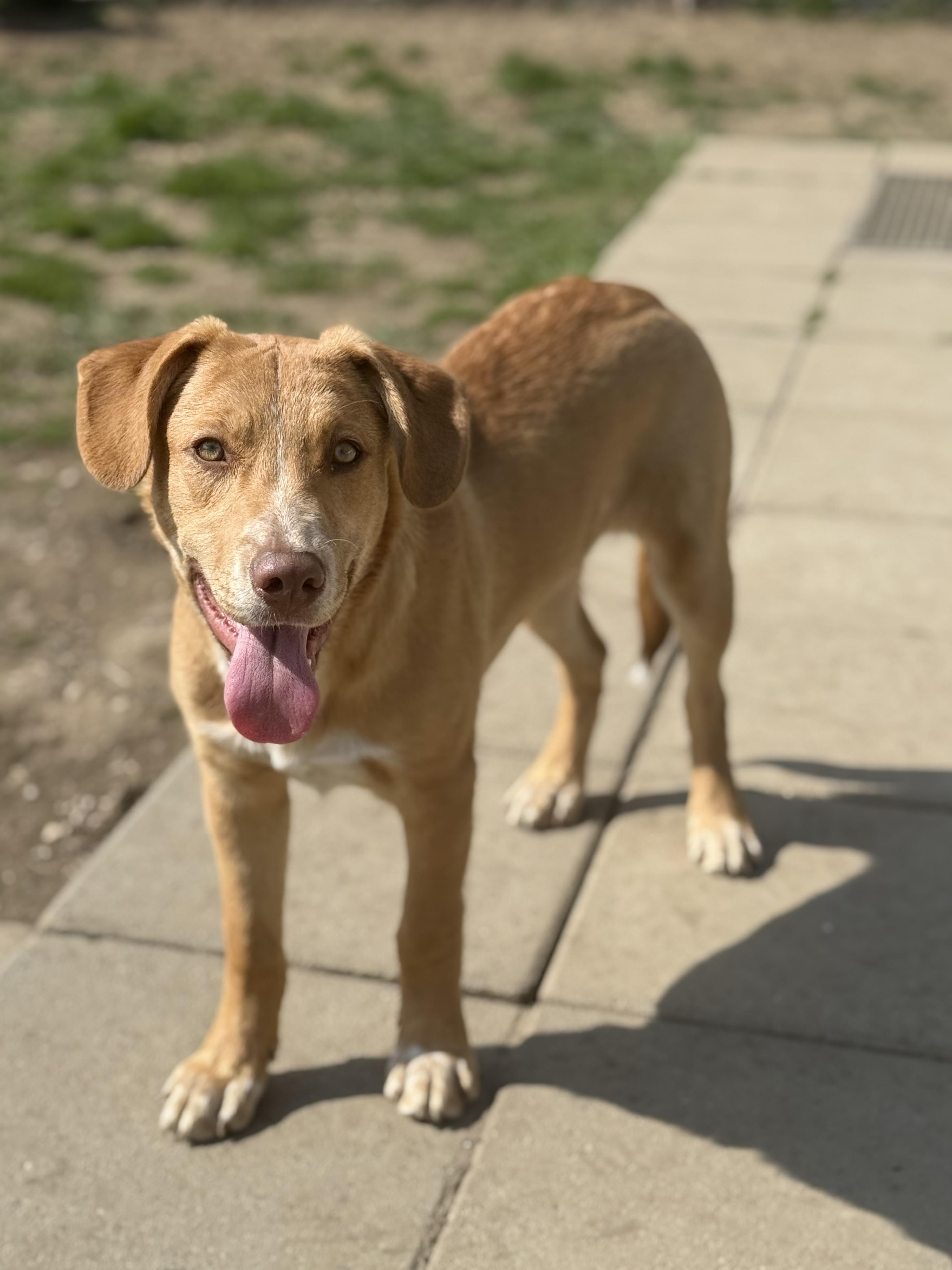 Enlarge Elroy, a Adoptable mixed breed in Glenolden, PA image 6/6