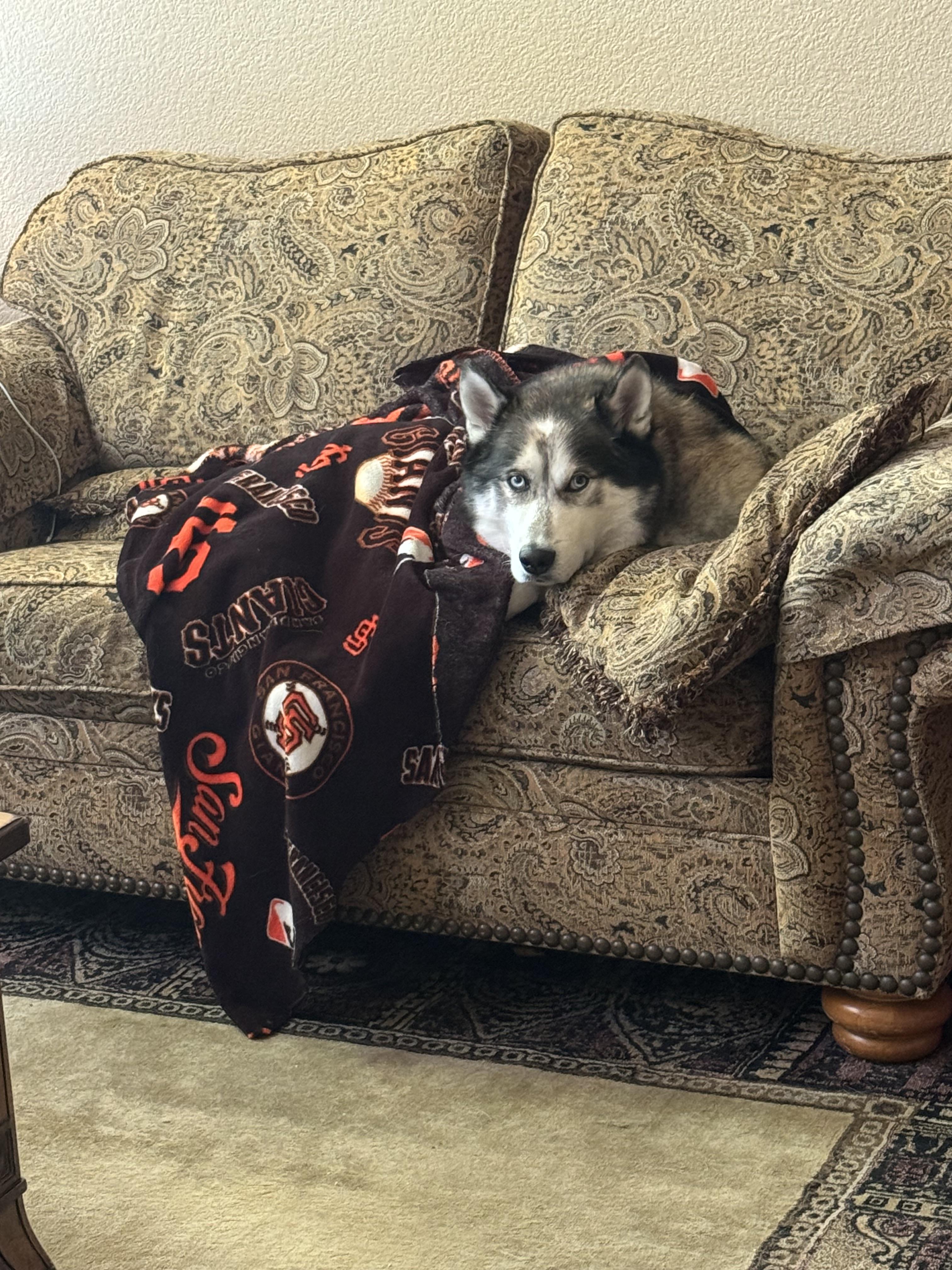 Enlarge Akio, a Adoptable mixed breed in Tracy, CA image 1/6