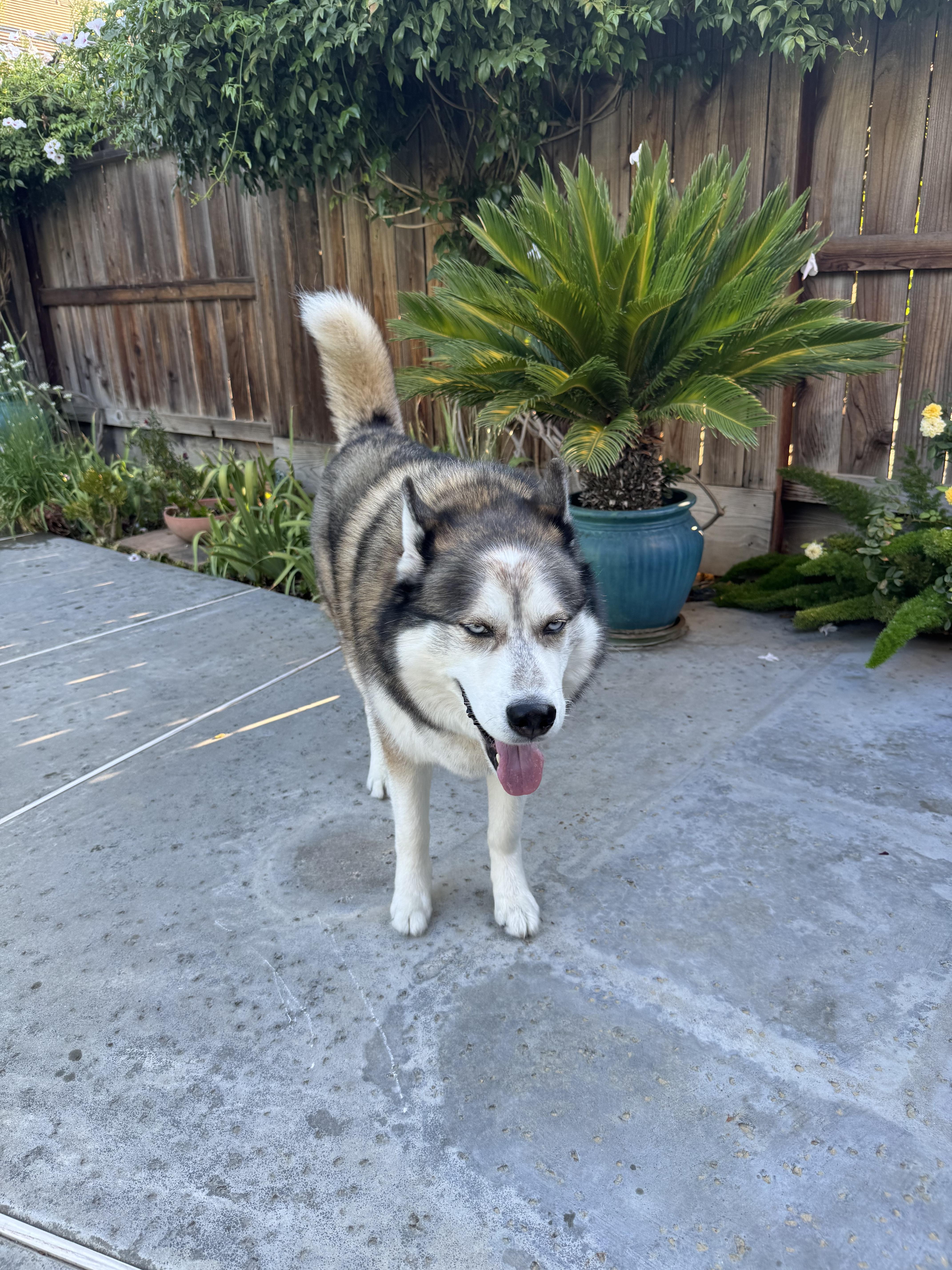 Enlarge Akio, a Adoptable mixed breed in Tracy, CA image 3/6