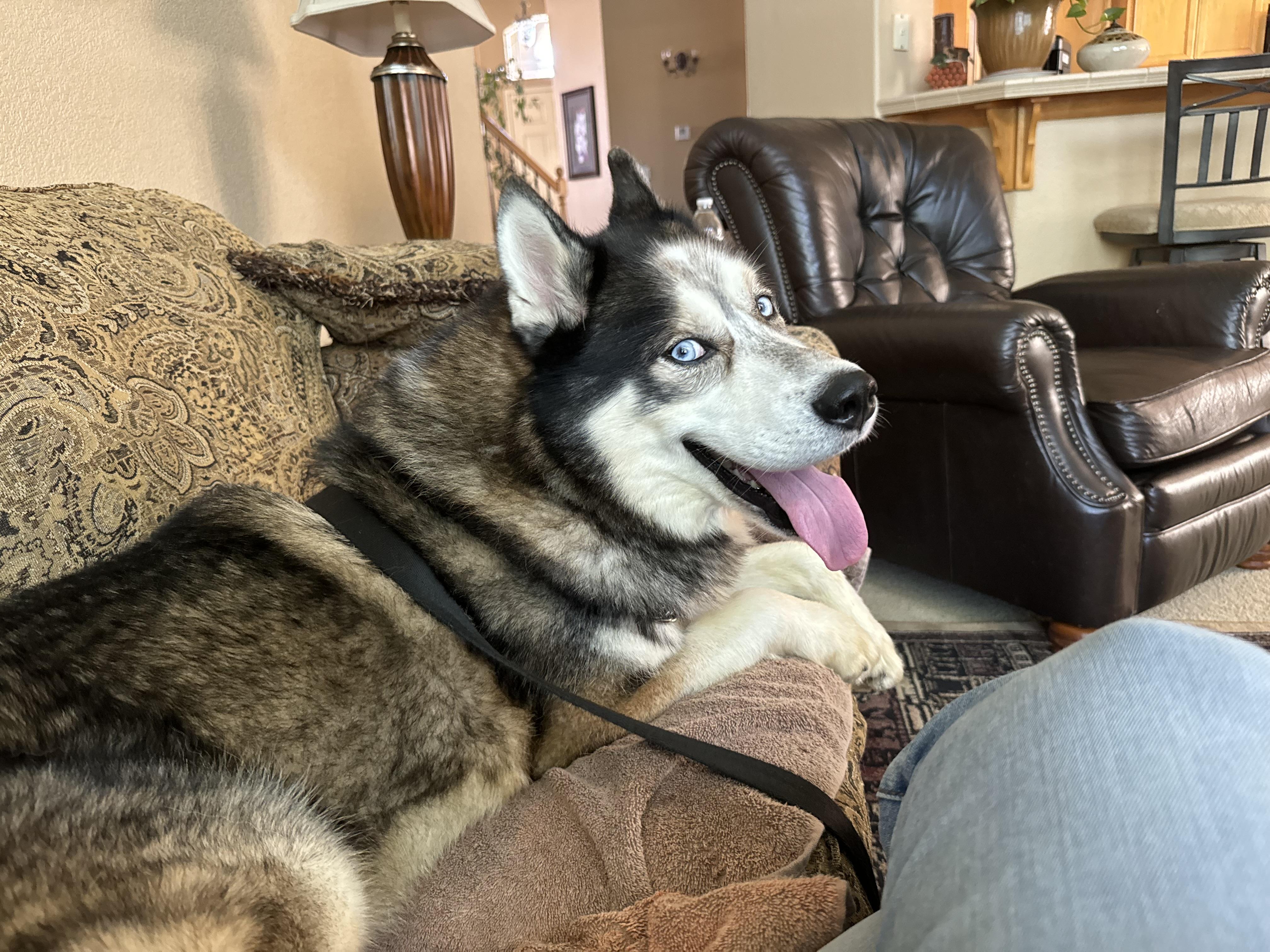 Akio, Adoptable, Adult Male Siberian Husky.