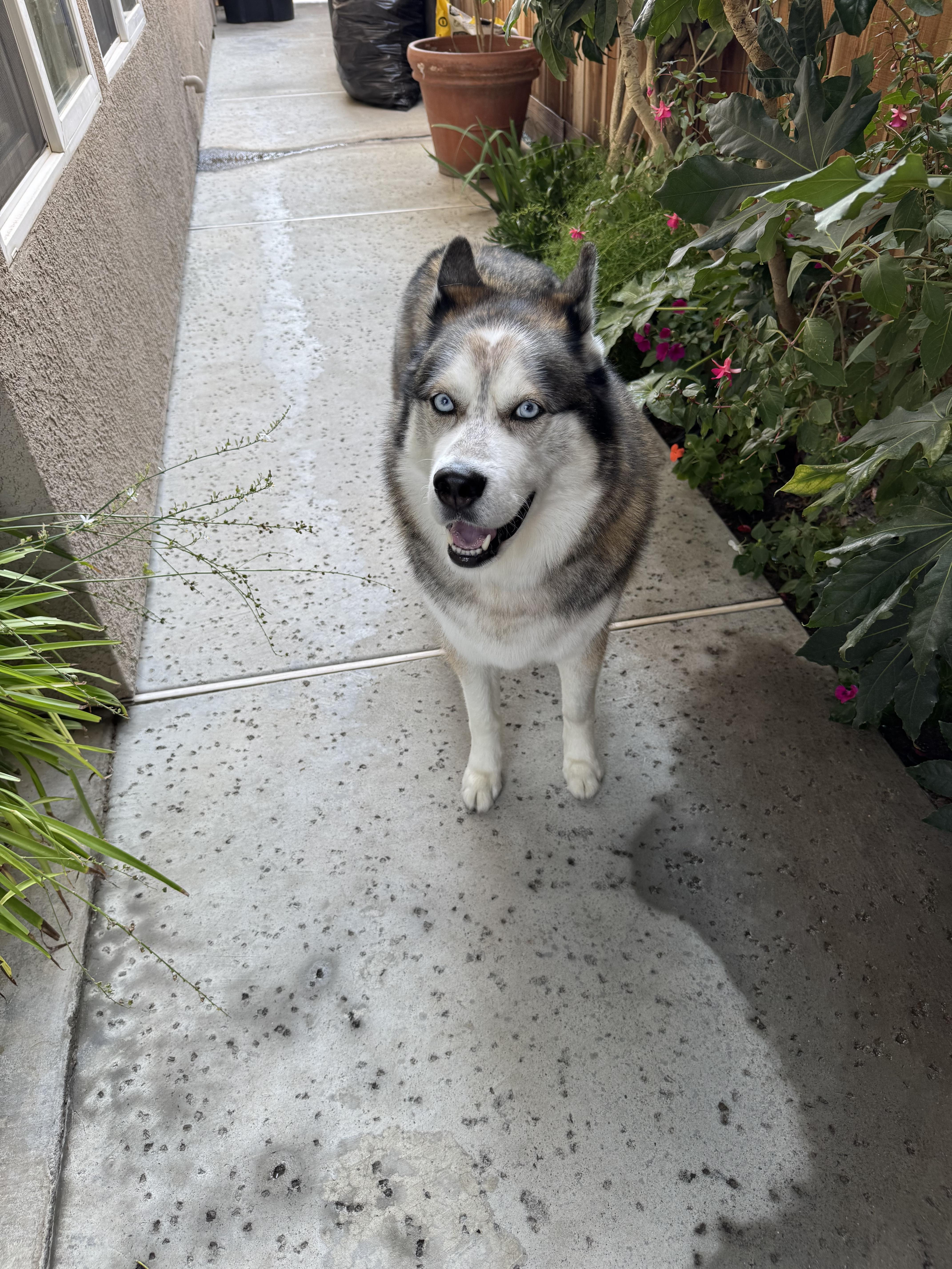Enlarge Akio, a Adoptable mixed breed in Tracy, CA image 4/6