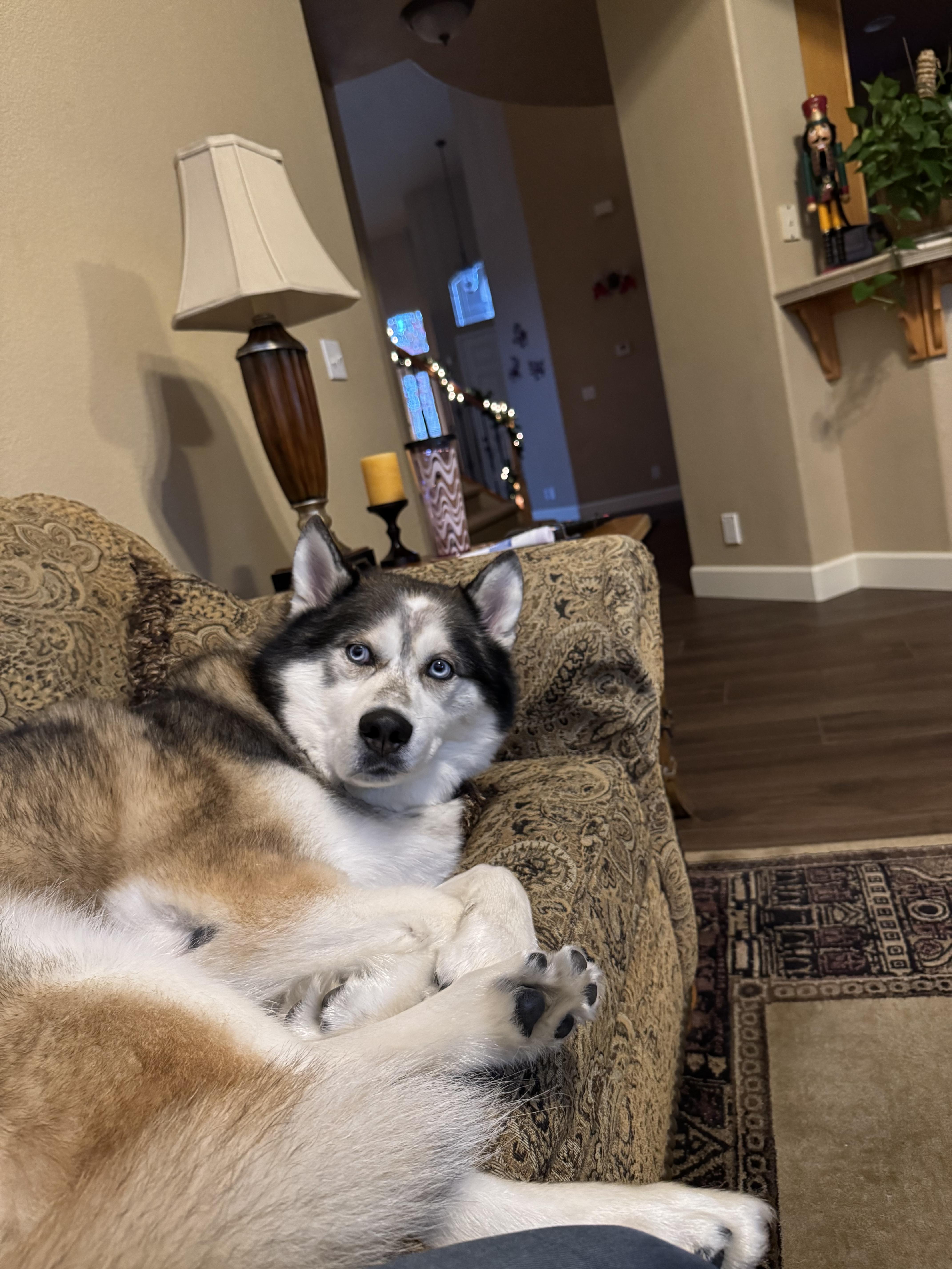 Enlarge Akio, a Adoptable mixed breed in Tracy, CA image 5/6