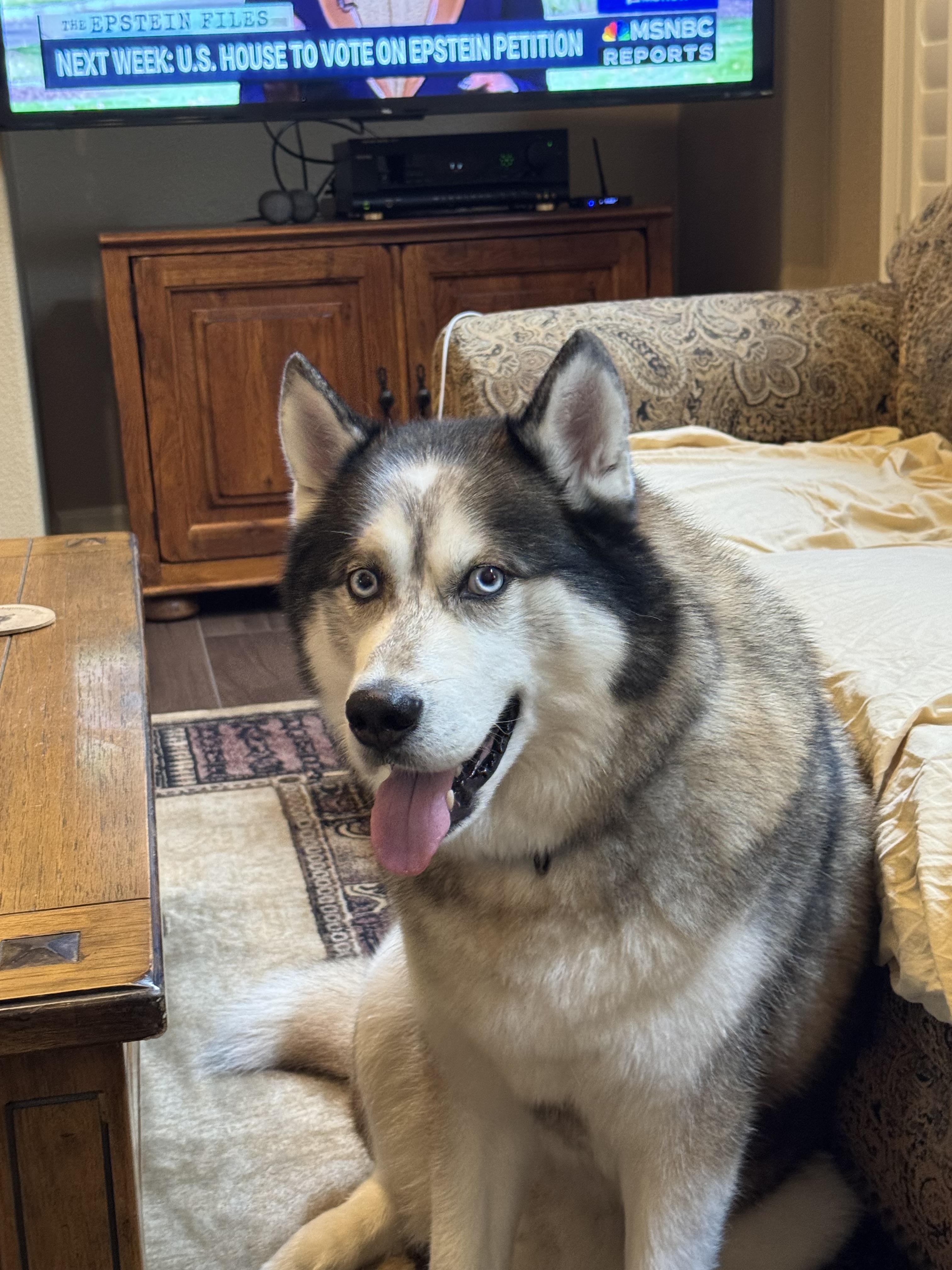 Enlarge Akio, a Adoptable mixed breed in Tracy, CA image 6/6