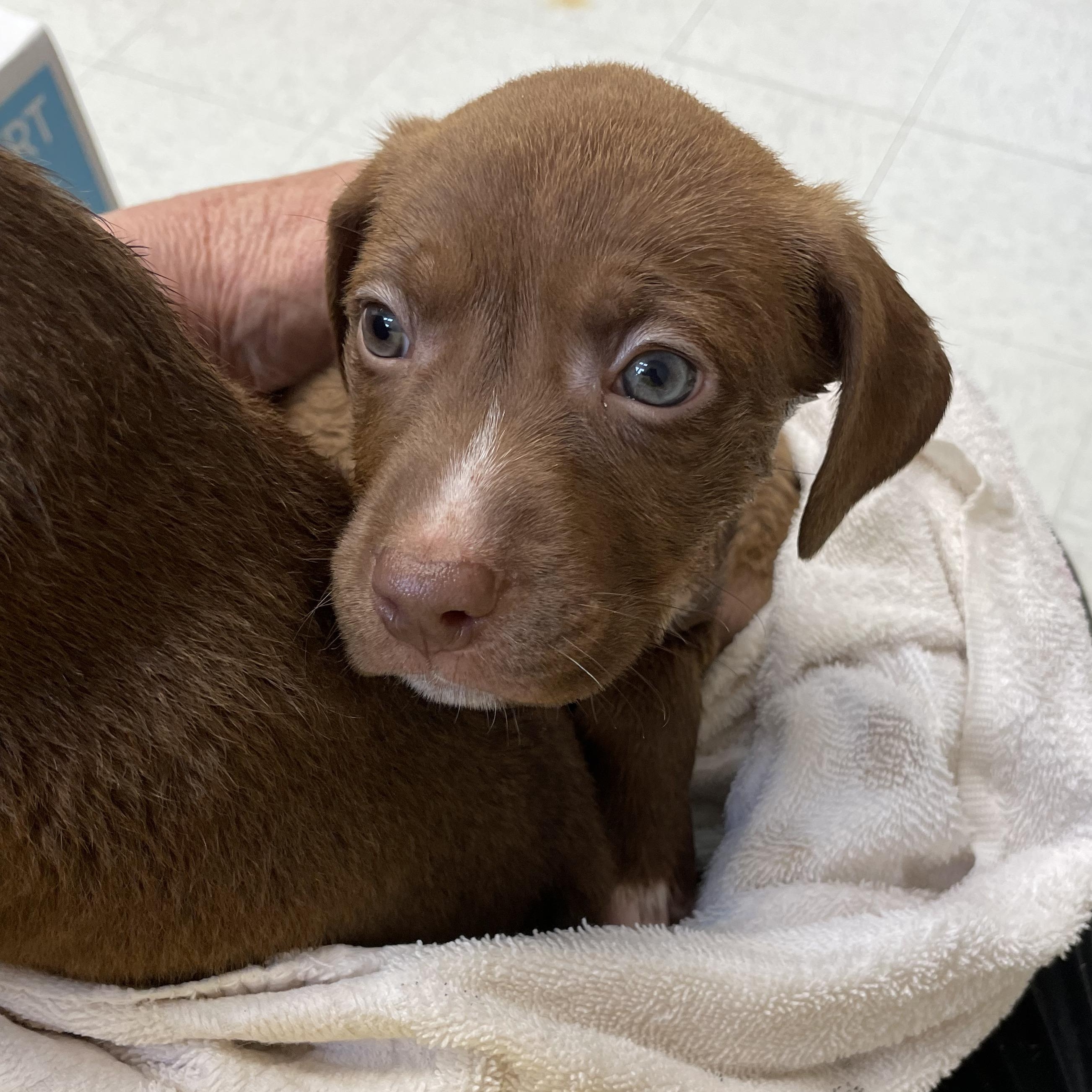 Hershey, Young Male Chocolate Labrador Retriever