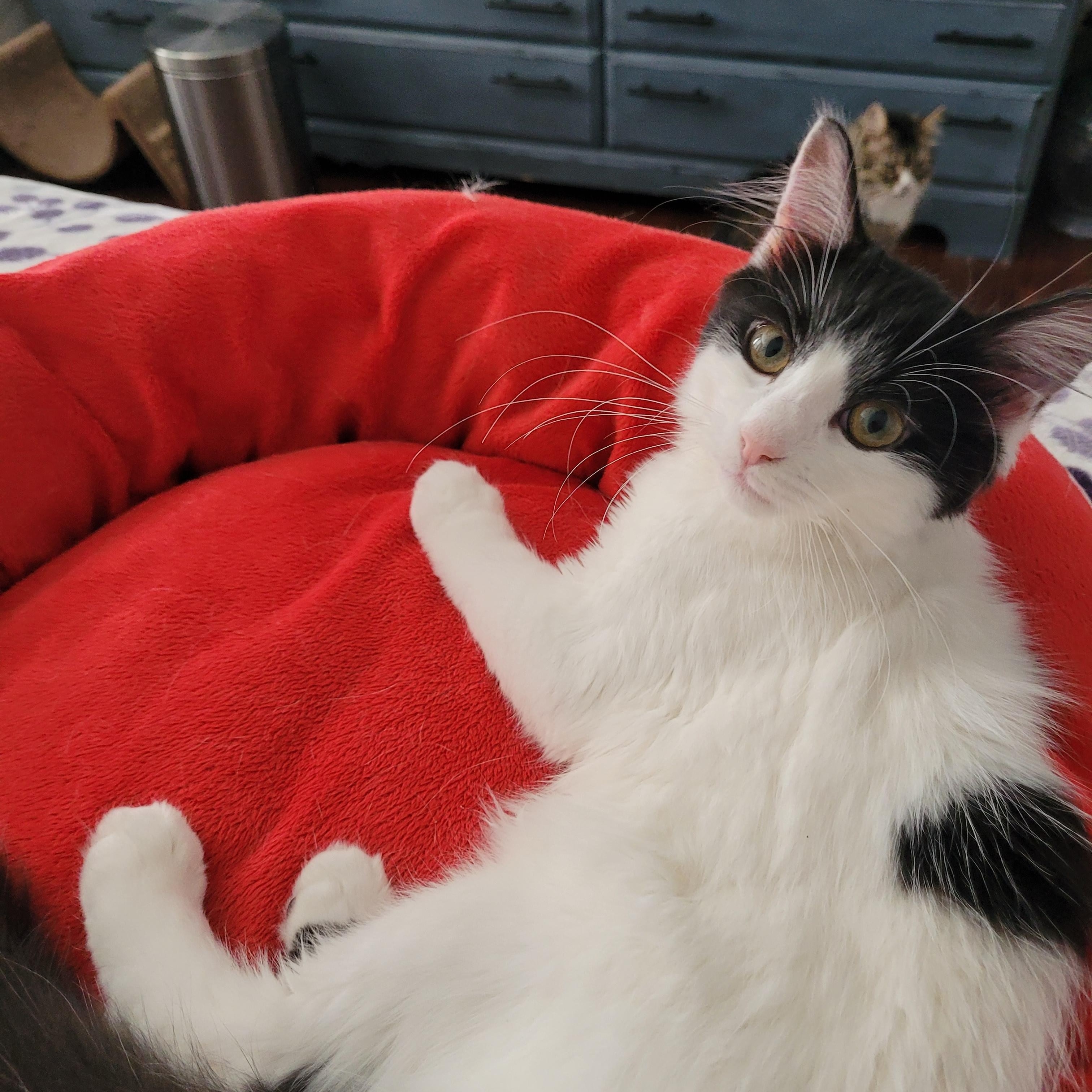 Iris (f) White and Black 5mths old