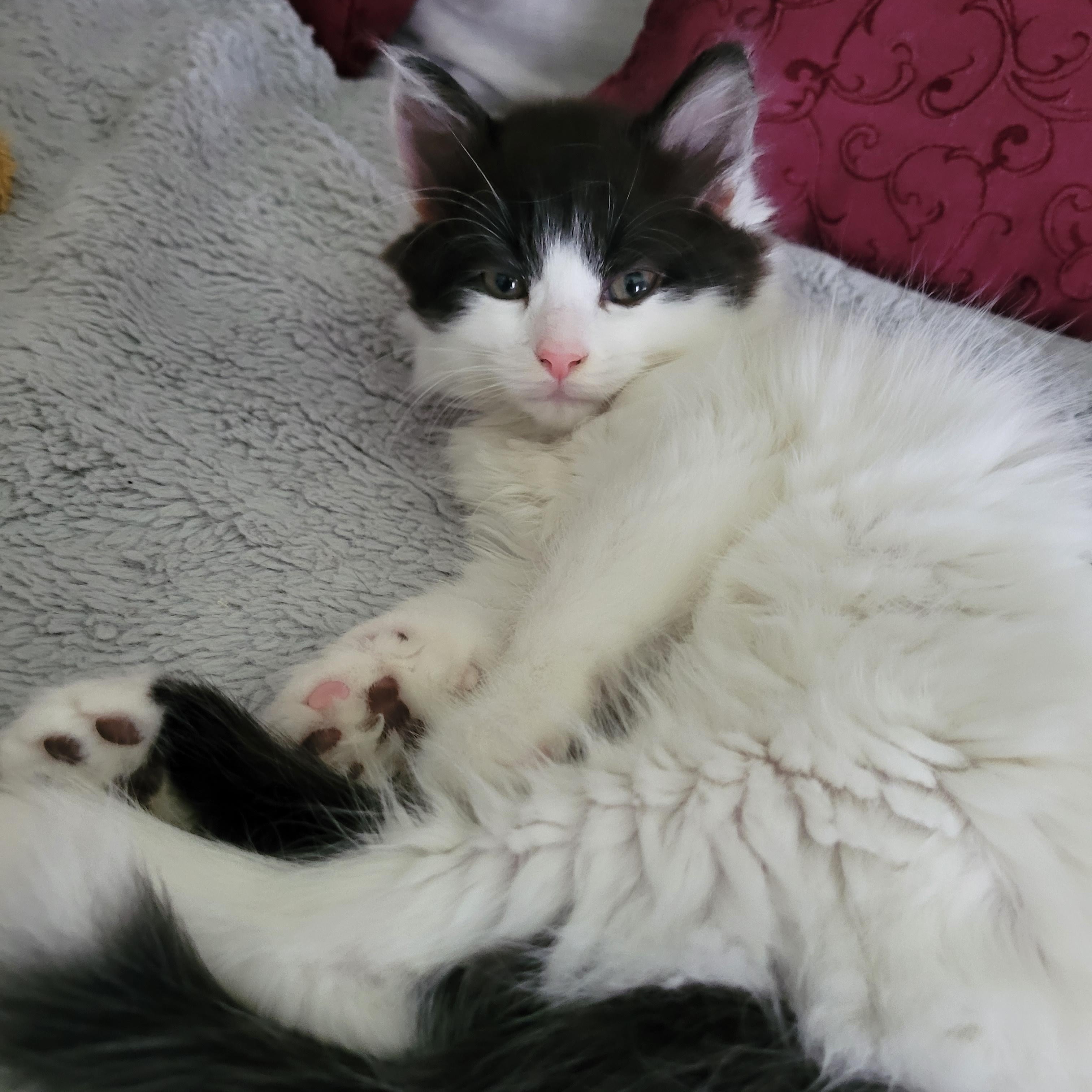 Iris (f) White and Black 5mths old, an adoptable Domestic Long Hair in Ottawa, ON, K4A 0P3 | Photo Image 5