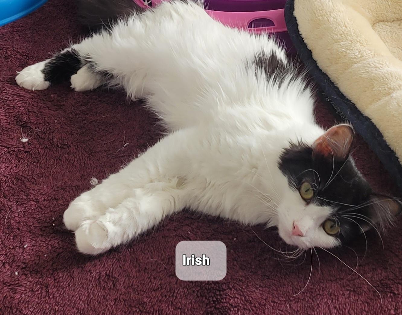 Iris (f) White and Black 5mths old