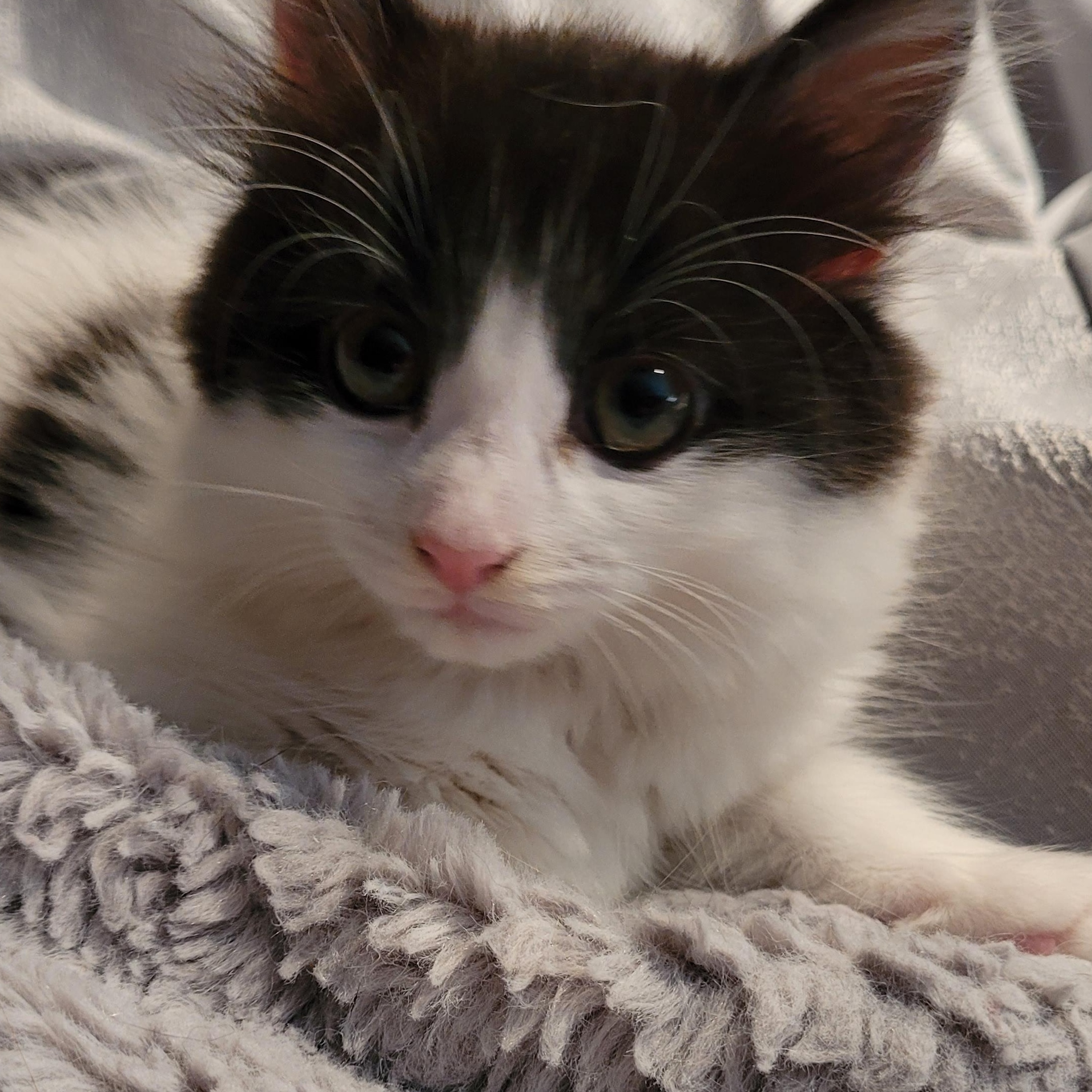 Iris (f) White and Black 5mths old