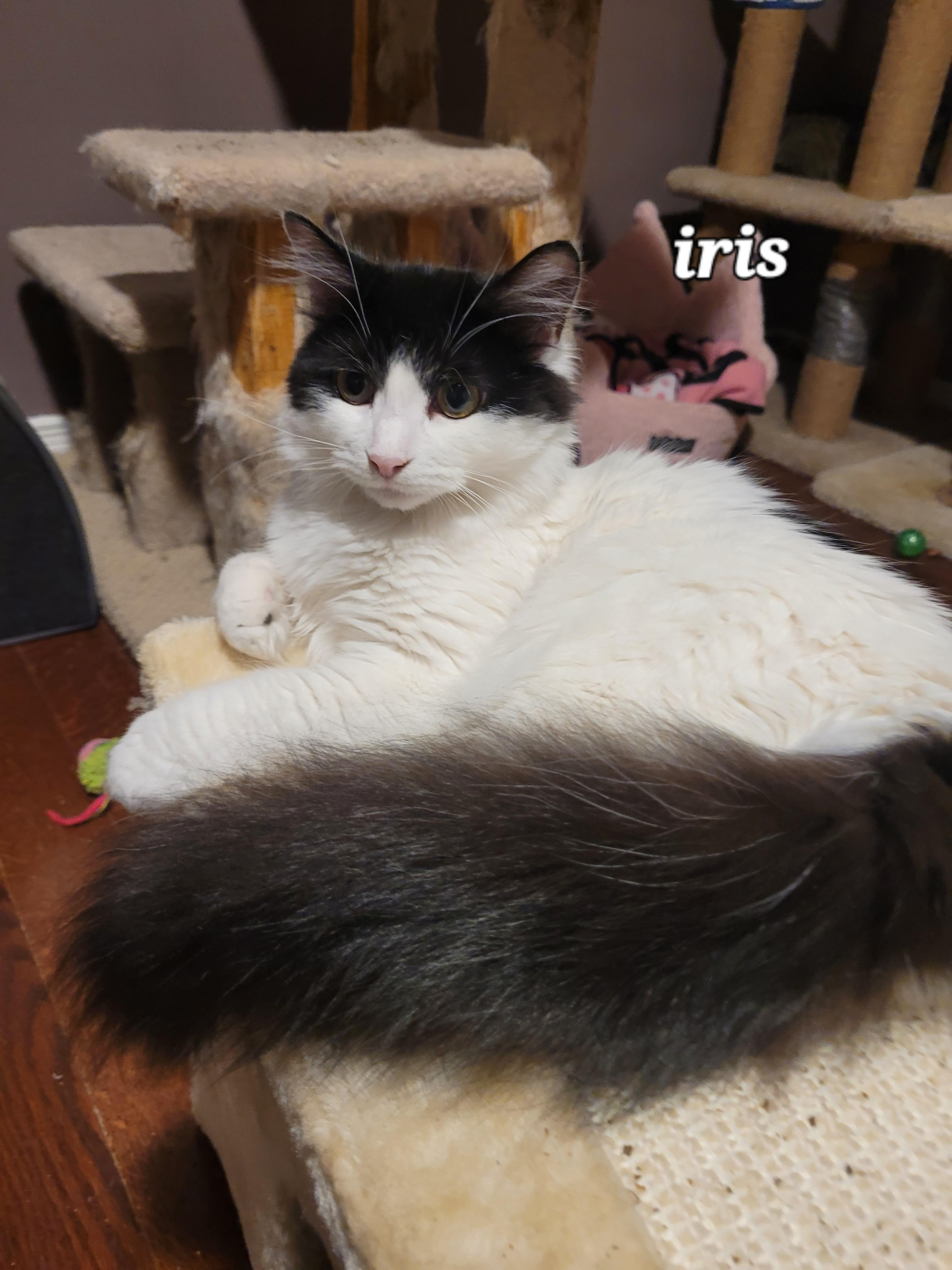 Iris (f) White and Black 5mths old