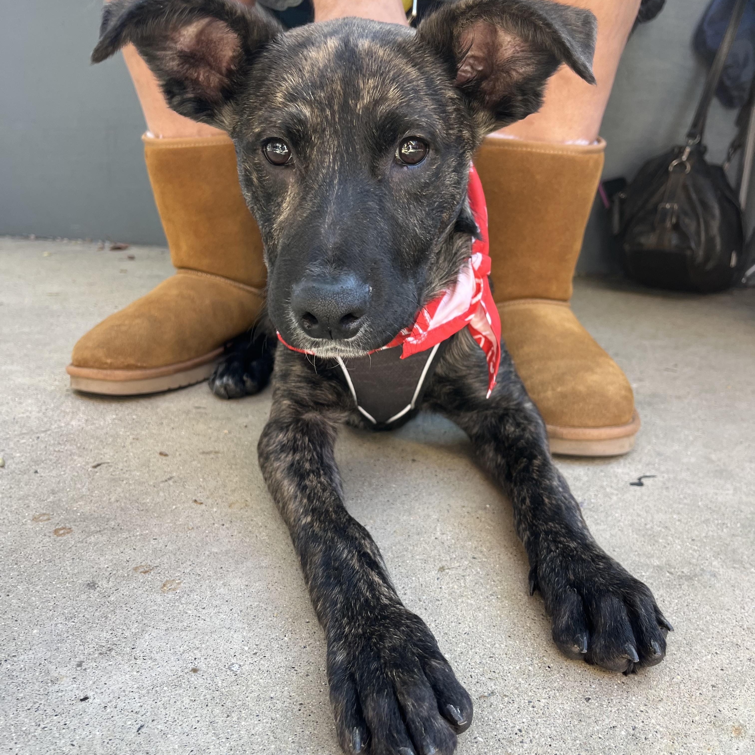 Enlarge Ranger, a ADOPTABLE mixed breed in Poway, CA image 1/6