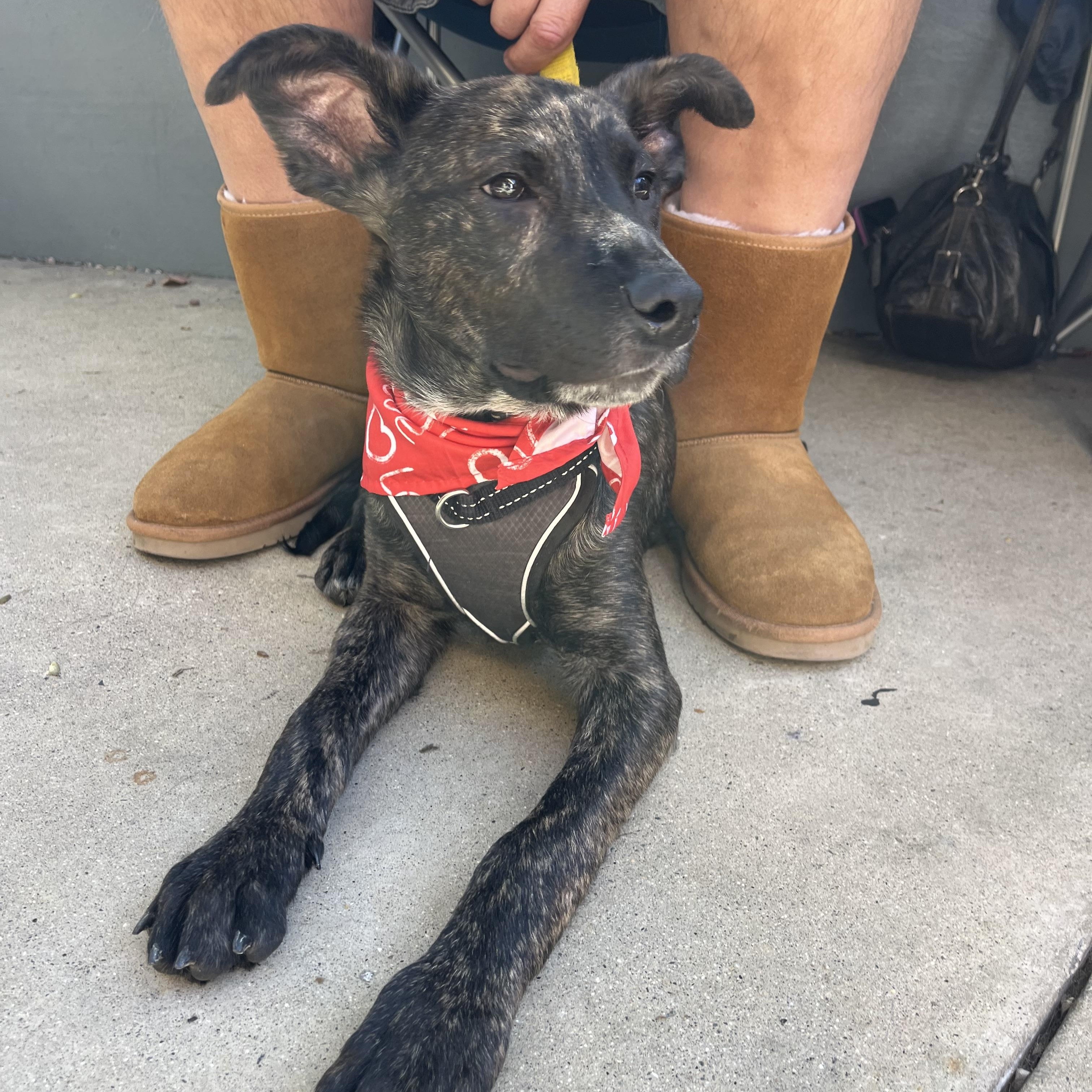 Enlarge Ranger, a ADOPTABLE mixed breed in Poway, CA image 4/6