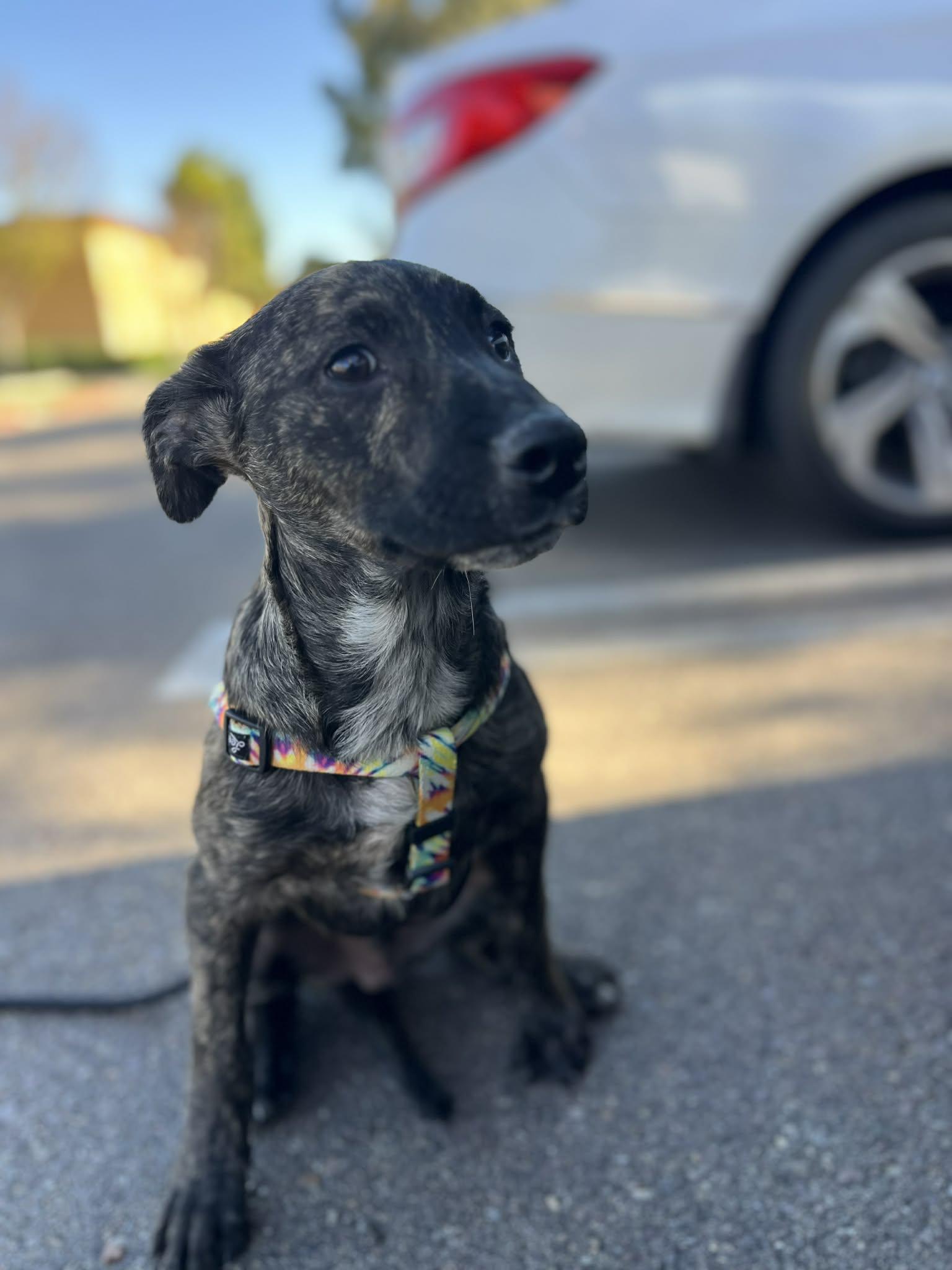 Enlarge Ranger, a ADOPTABLE mixed breed in Poway, CA image 2/6