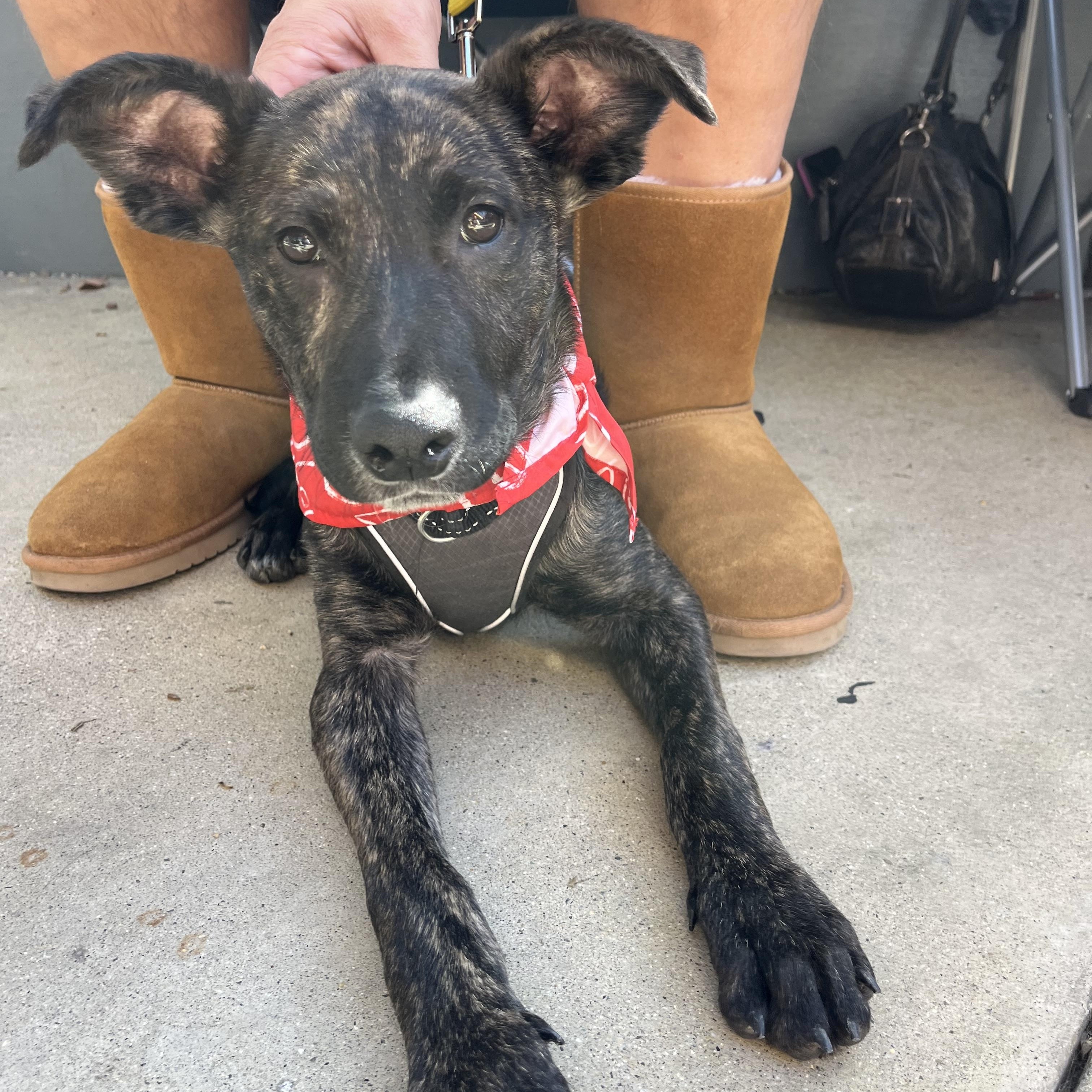 Enlarge Ranger, a ADOPTABLE mixed breed in Poway, CA image 6/6