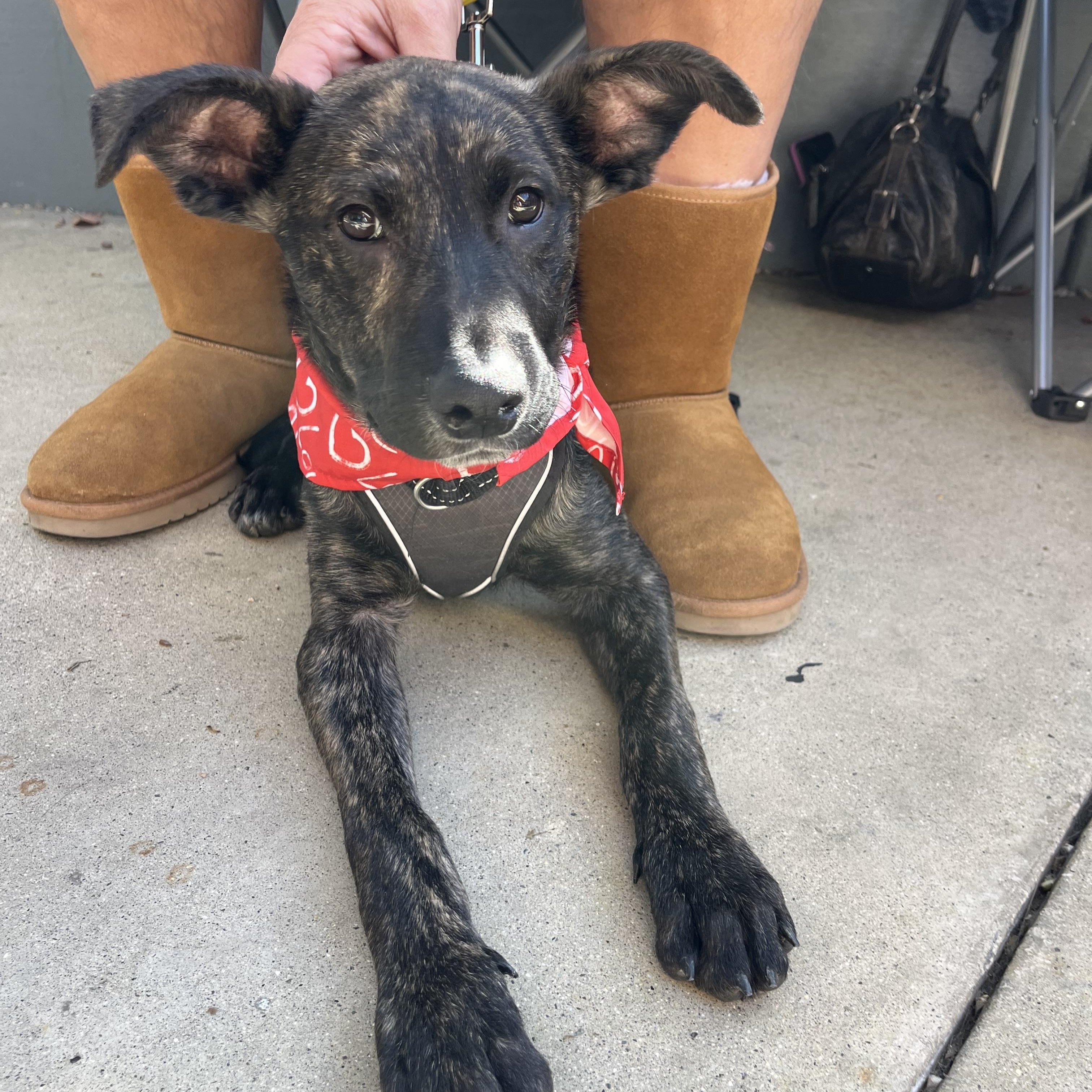 Enlarge Ranger, a ADOPTABLE mixed breed in Poway, CA image 5/6