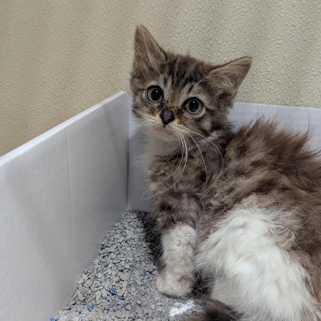 Enlarge Cricket, a Adoptable Domestic Medium Hair in Jeffersonville, IN image 1/1