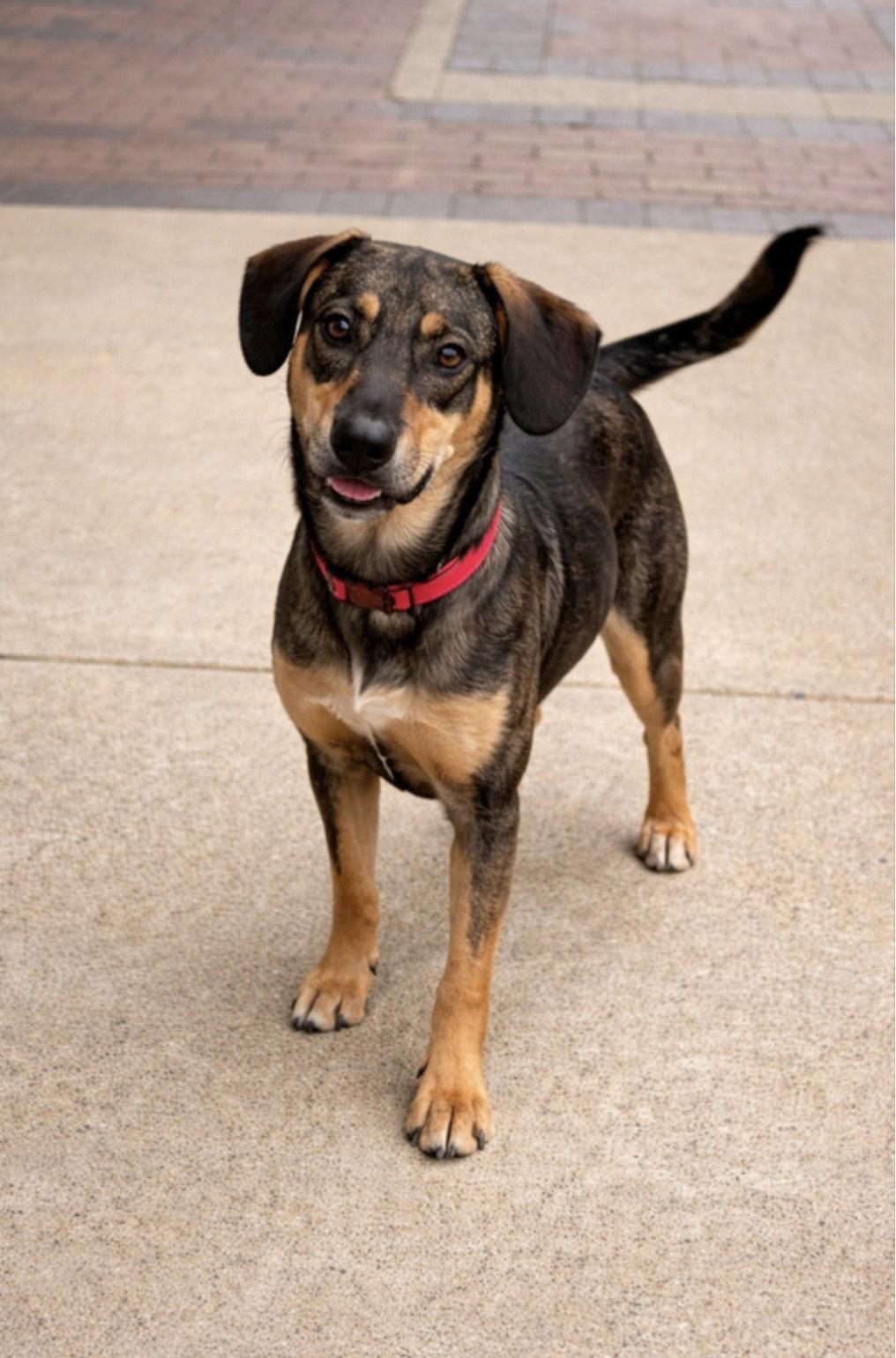 Tracker, Adoptable, Young Male Cattle Dog & Hound.