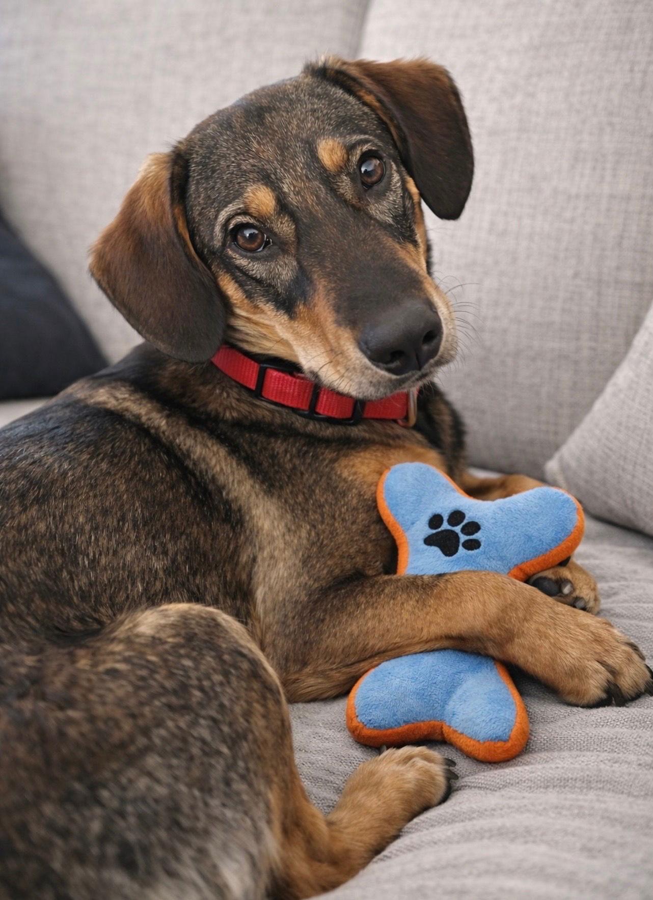 Tracker, Adoptable, Young Male Cattle Dog & Hound.
