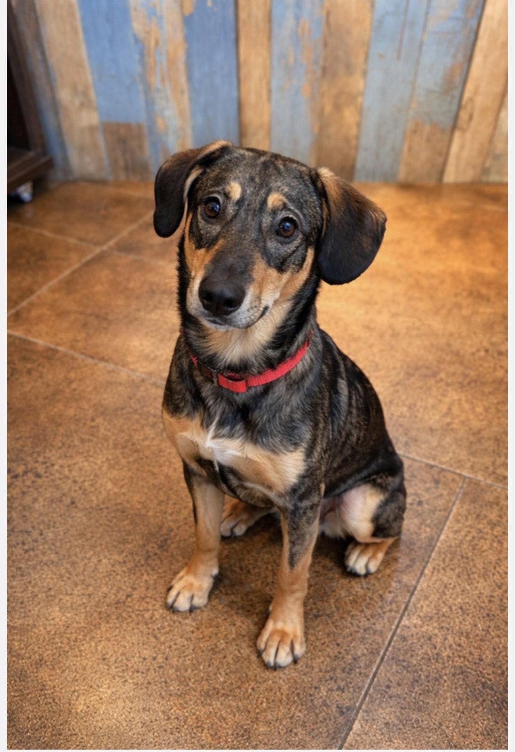 Tracker, a Adoptable mixed breed in Euless, TX image 2/3