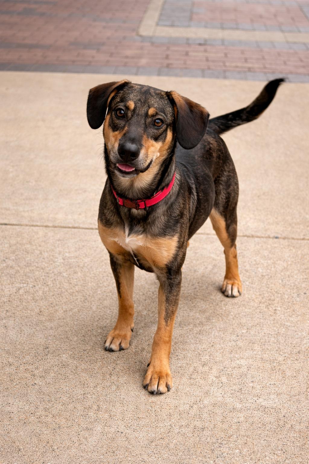Tracker, Adoptable, Adult Male Beagle & Foxhound.