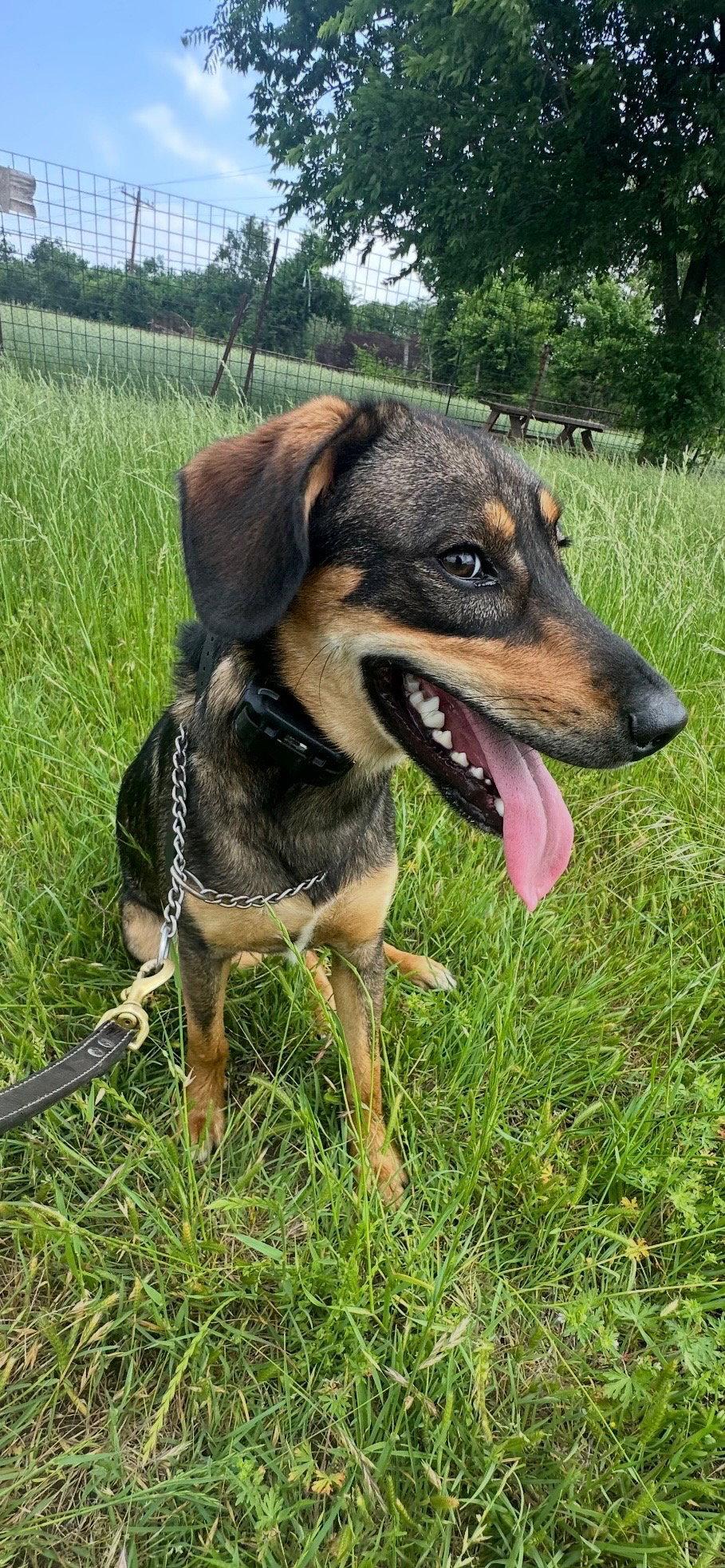 Tracker, a Adoptable mixed breed in Euless, TX image 3/3