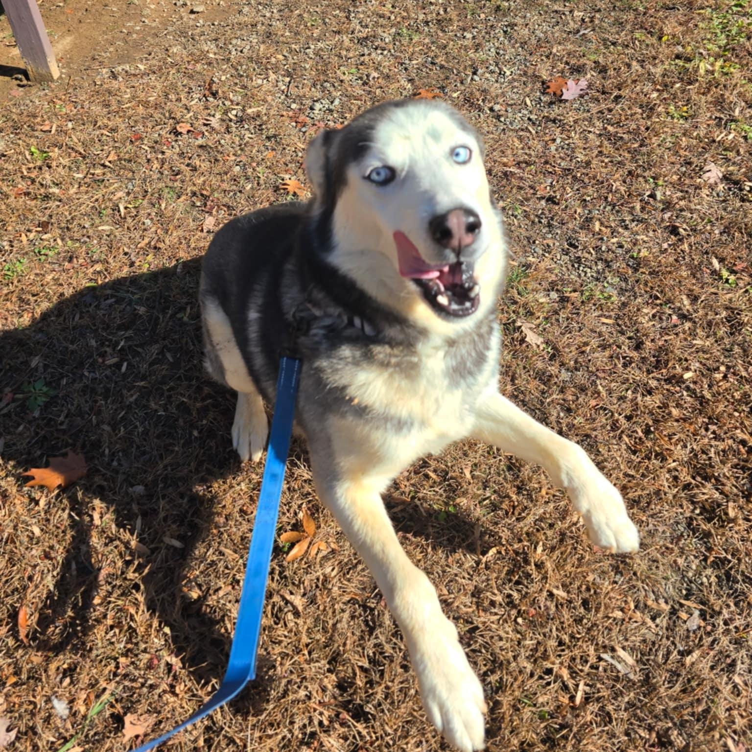 Boone, Adoptable, Young Male Siberian Husky.