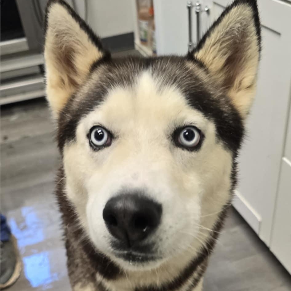 Boone, a Adoptable Siberian Husky in Orange, VA image 3/4