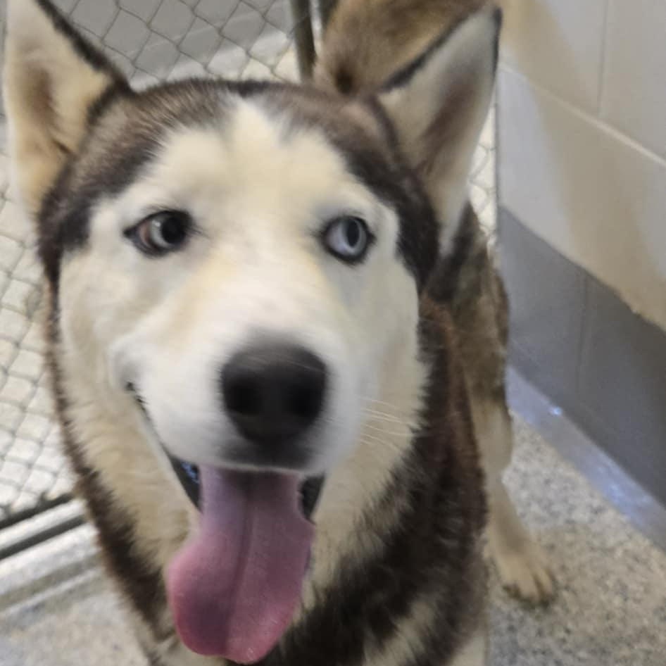 Boone, a Adoptable Siberian Husky in Orange, VA image 4/4
