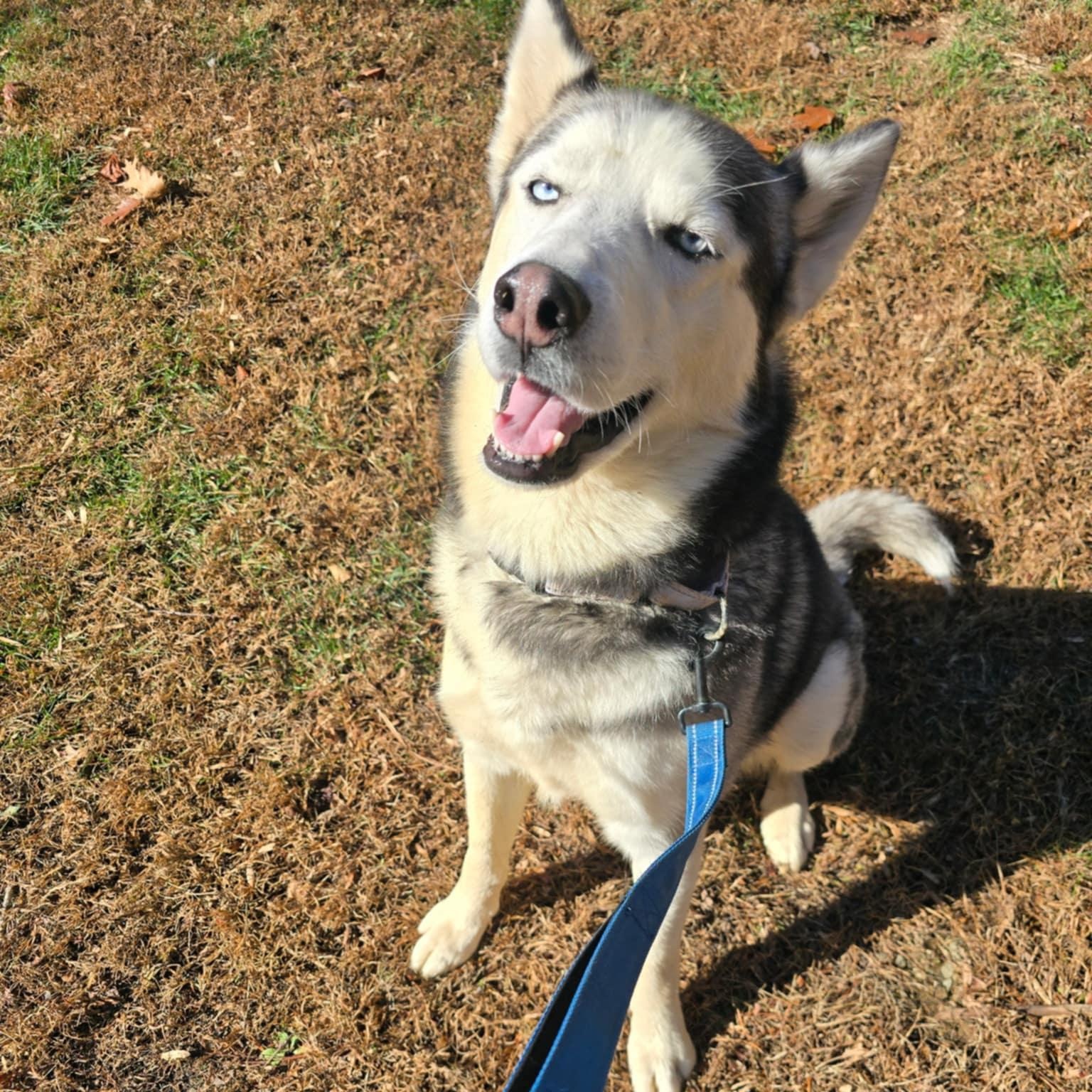 Boone, a Adoptable Siberian Husky in Orange, VA image 2/4