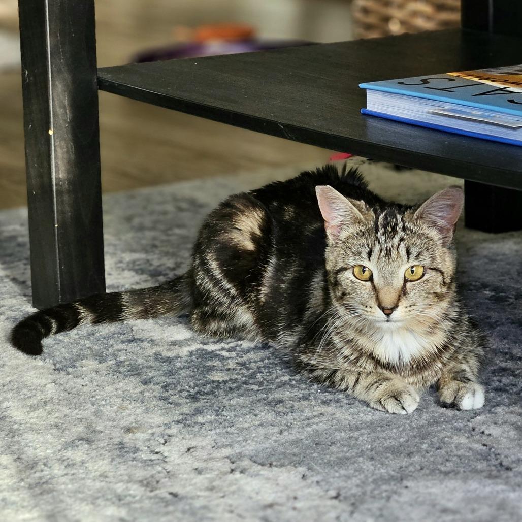 Marcy, Adoptable, Young Female Domestic Short Hair.