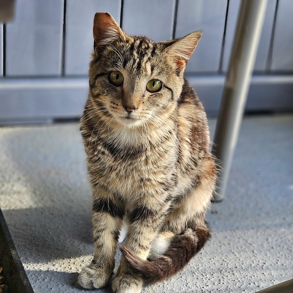 Enlarge Marcy, a Adoptable Domestic Short Hair in Fairfax Station, VA image 2/5