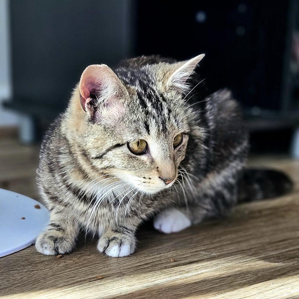 Enlarge Marcy, a Adoptable Domestic Short Hair in Fairfax Station, VA image 3/5