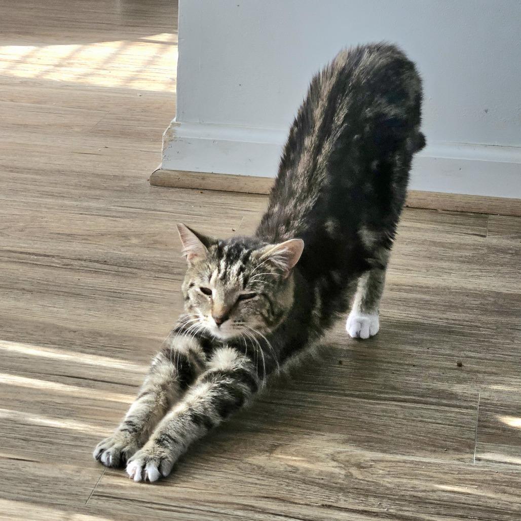 Enlarge Marcy, a Adoptable Domestic Short Hair in Fairfax Station, VA image 4/5