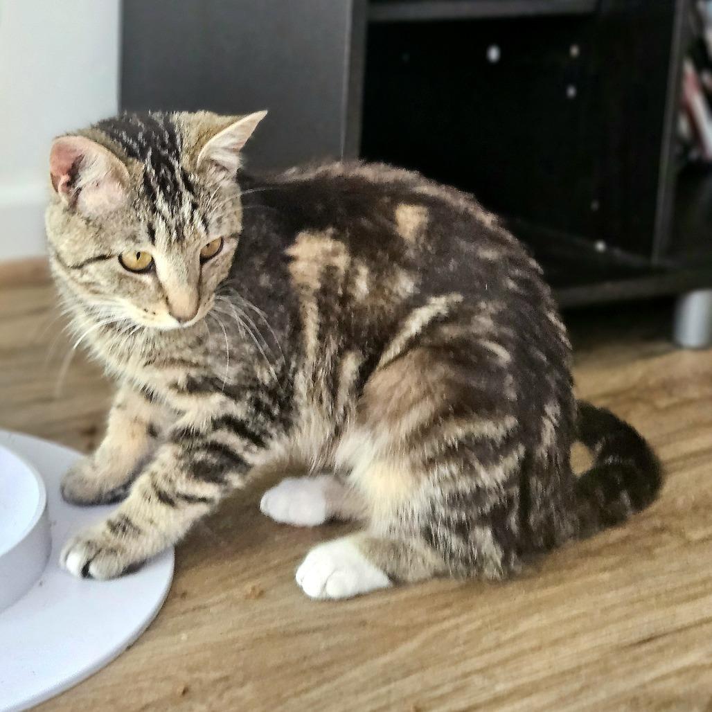 Enlarge Marcy, a Adoptable Domestic Short Hair in Fairfax Station, VA image 5/5