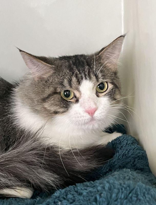 Spicy, Adoptable, Adult Male Domestic Medium Hair.