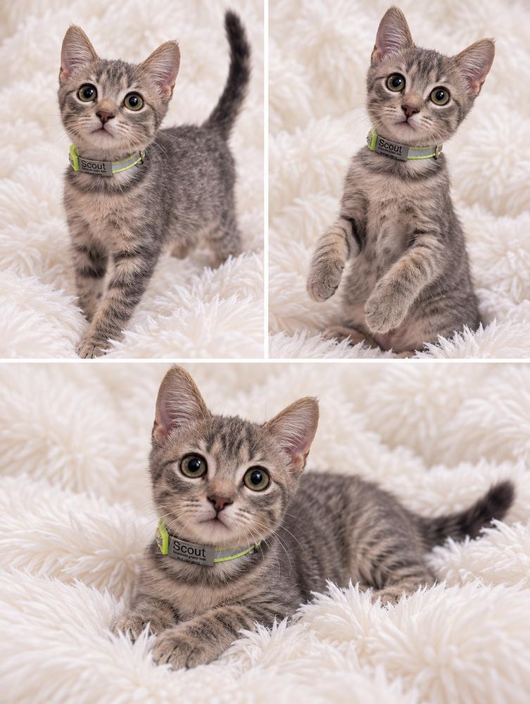 Enlarge Scout, a Adoptable Domestic Medium Hair in Emporia, KS image 1/2