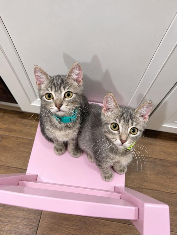 Enlarge Scout, a Adoptable Domestic Medium Hair in Emporia, KS image 2/2