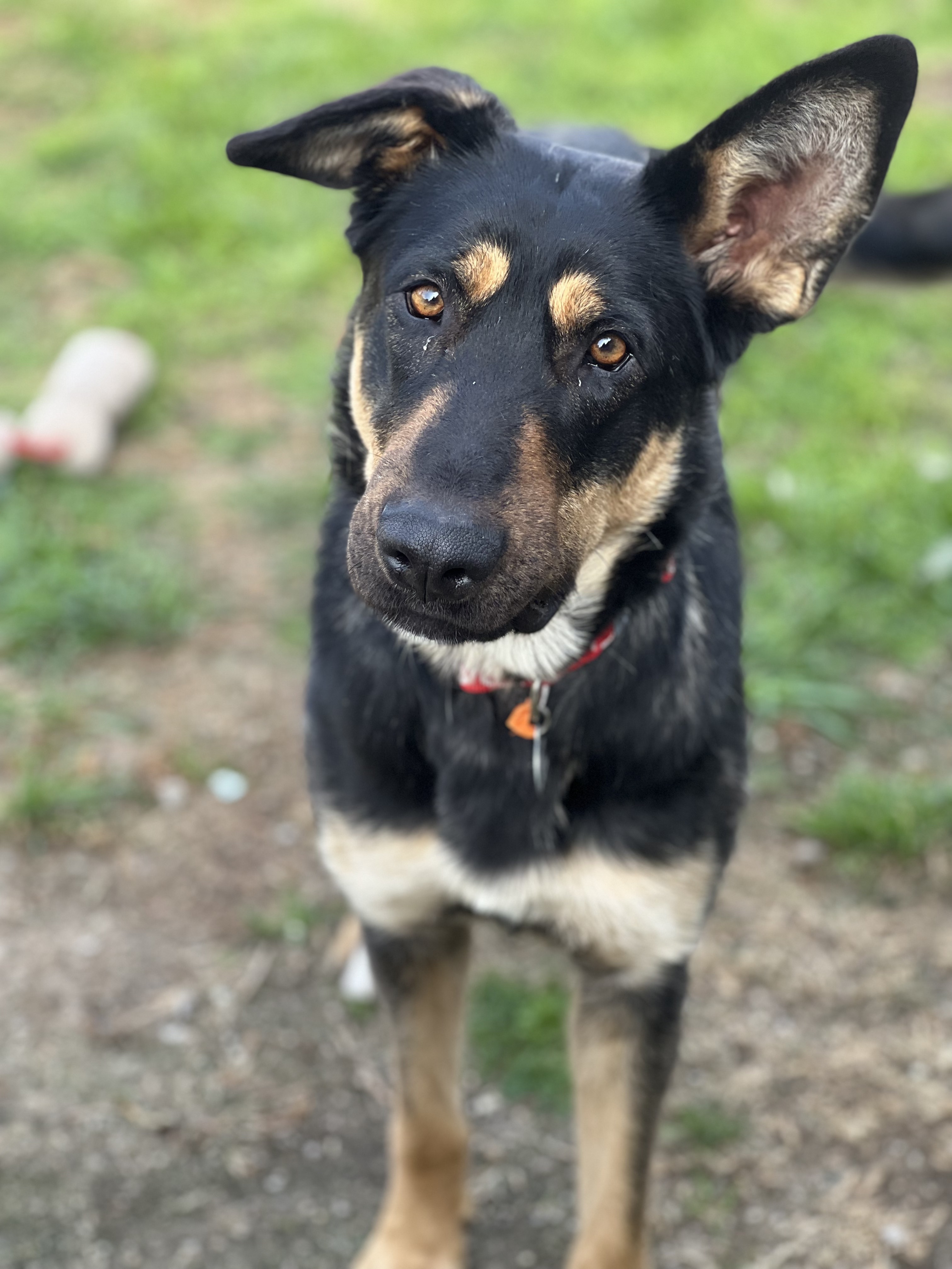 BONNIE-SMART, AND ACTIVE AND FRIENDLY, Adopted, Adult Female German Shepherd Dog & Rottweiler.