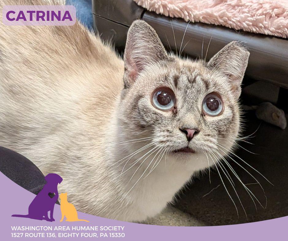 Enlarge Catrina, a ADOPTABLE mixed breed in Eighty Four, PA image 1/1