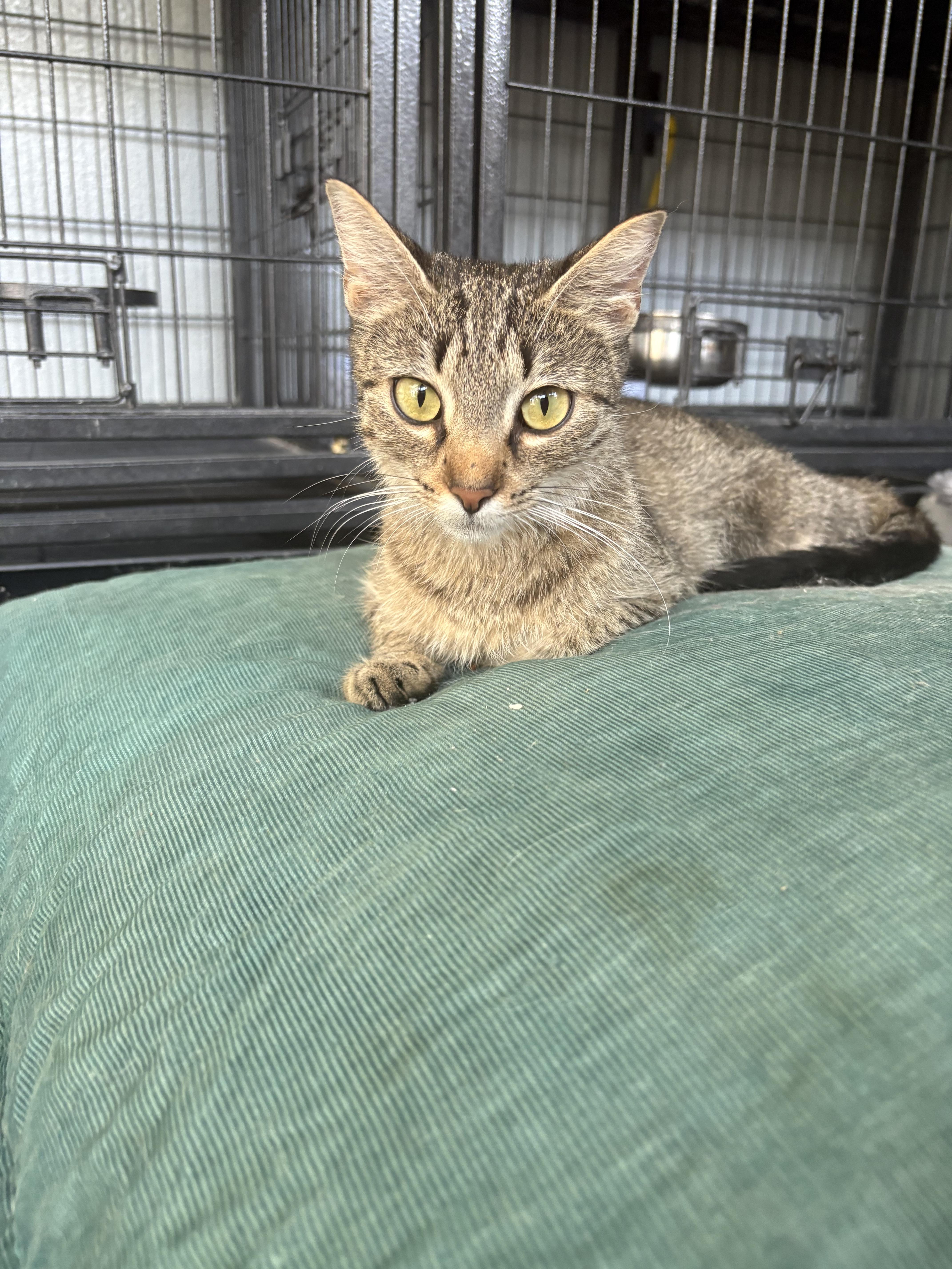 Bo Peep, Adoptable, Young Female Domestic Short Hair.