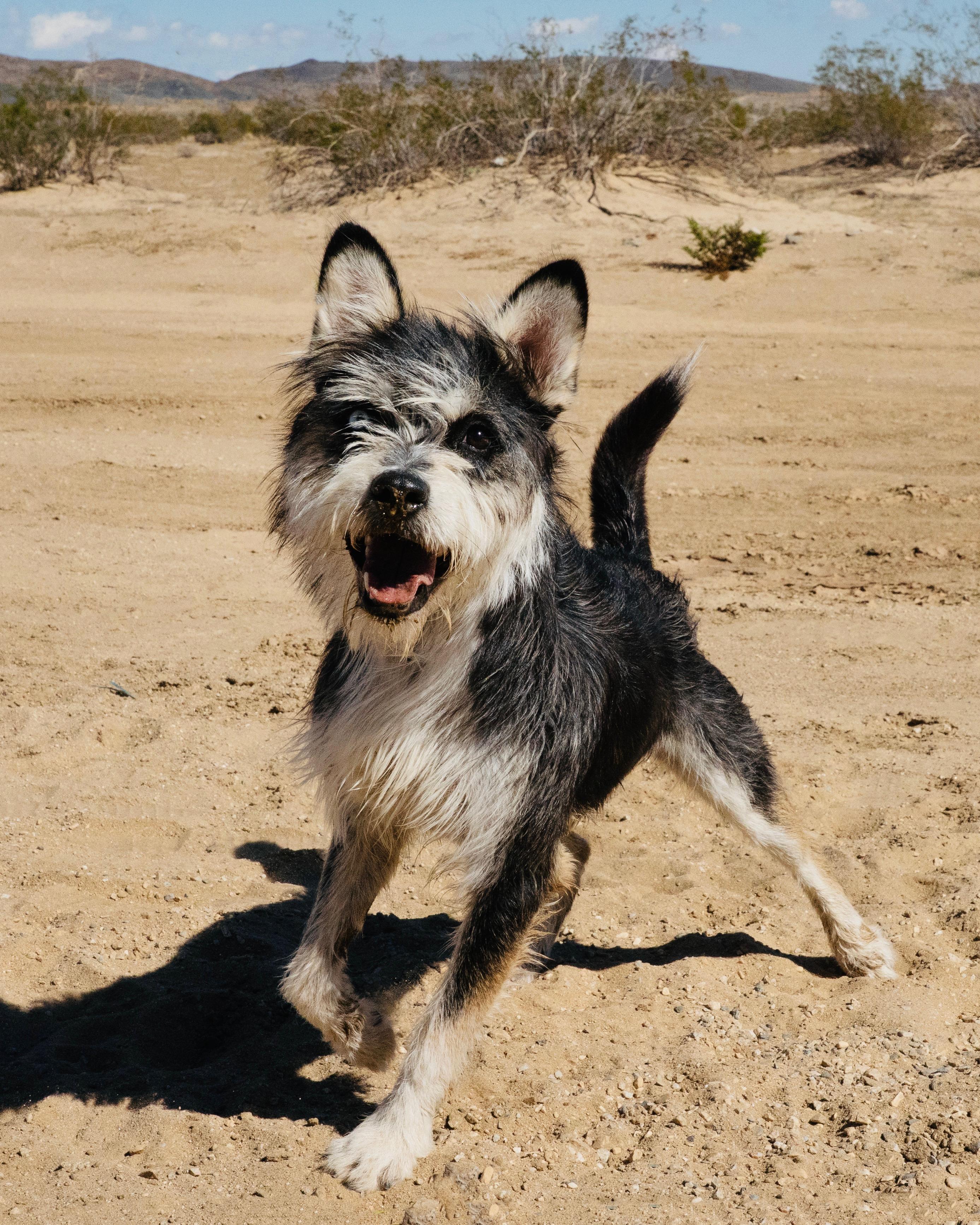 OLLIE, a ADOPTABLE mixed breed in Joshua Tree, CA image 1/6
