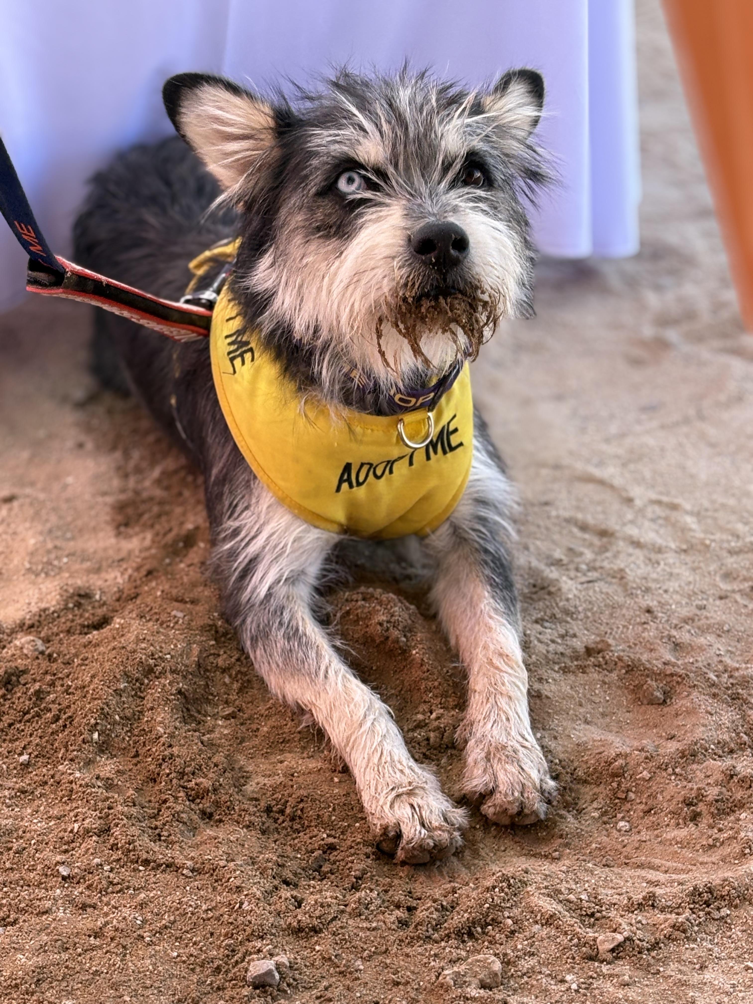 OLLIE, a ADOPTABLE mixed breed in Joshua Tree, CA image 3/6