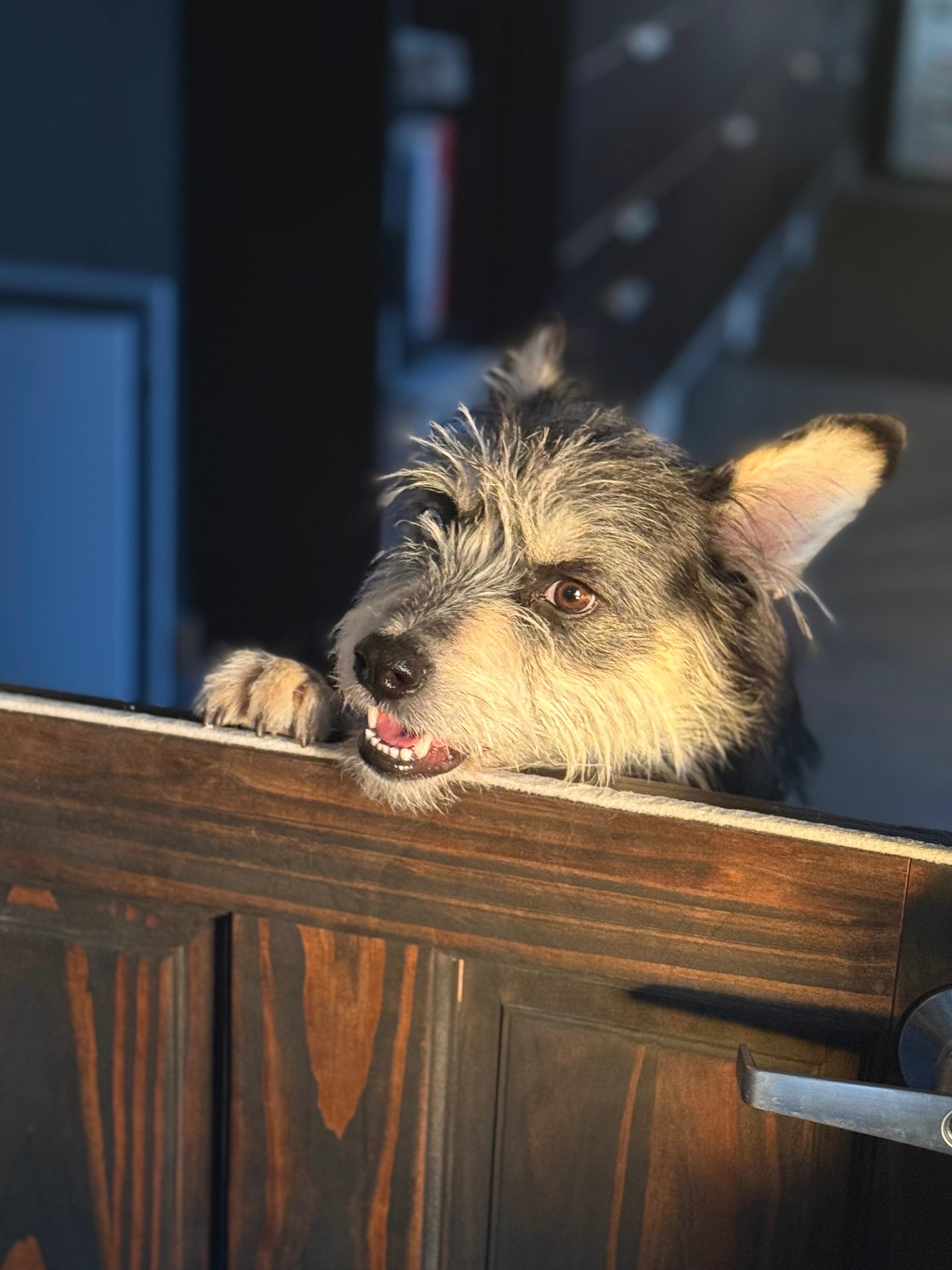 OLLIE — thumbnail 3